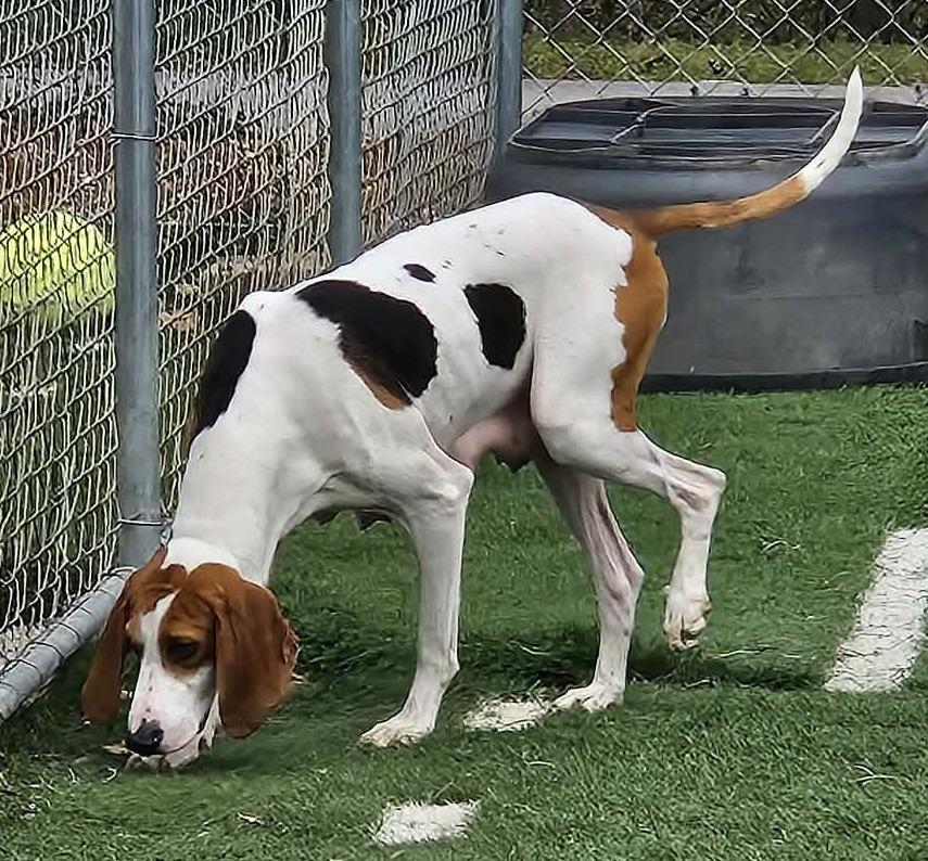 Enlarge Calypso, a Adoptable mixed breed in Murphysboro, IL image 3/6