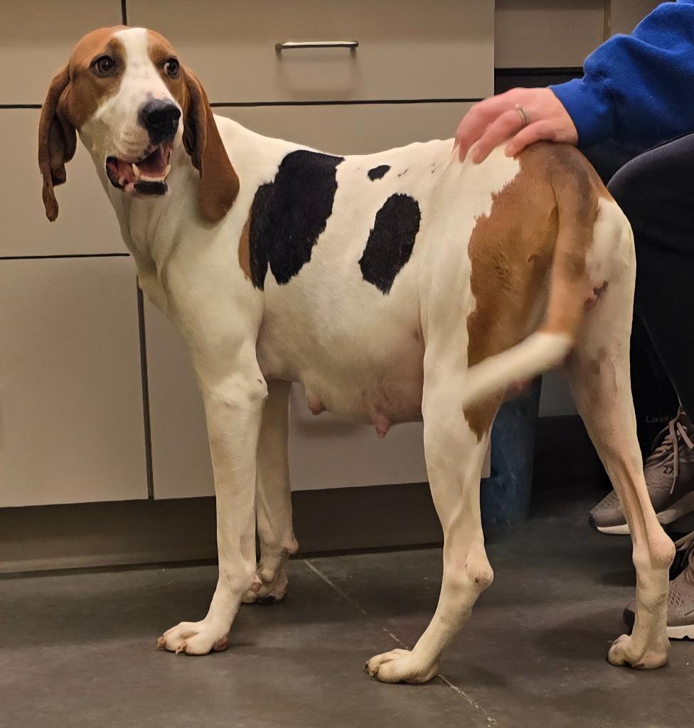 Enlarge Calypso, a Adoptable mixed breed in Murphysboro, IL image 4/6