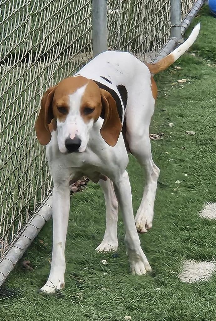 Enlarge Calypso, a Adoptable mixed breed in Murphysboro, IL image 5/6