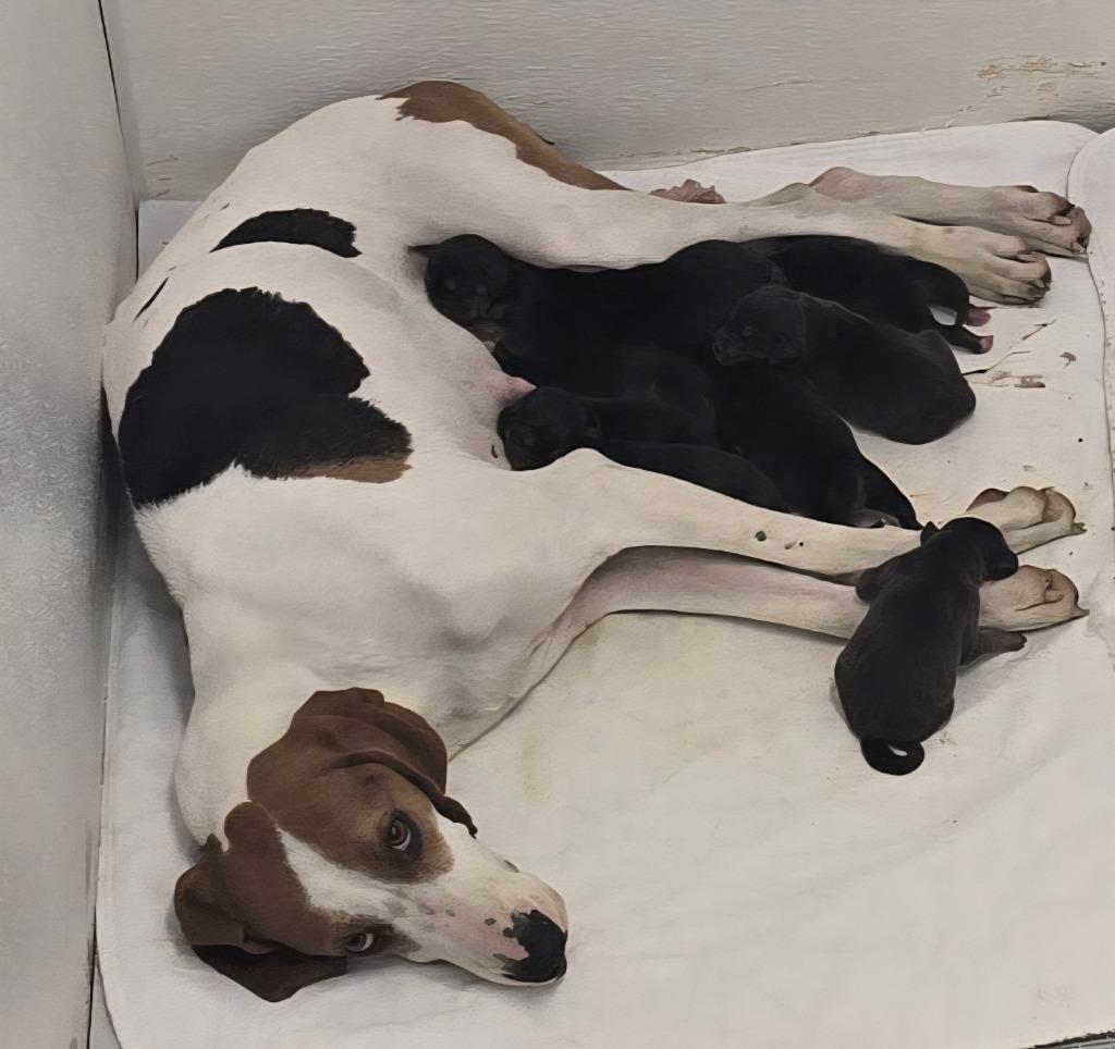 Enlarge Calypso, a Adoptable mixed breed in Murphysboro, IL image 6/6