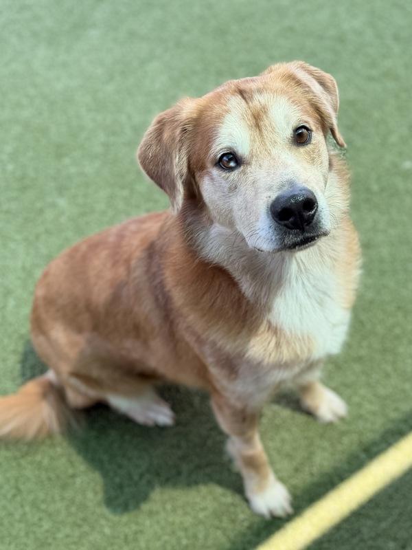 Blue, Adoptable, Adult Male Golden Retriever & Australian Shepherd.