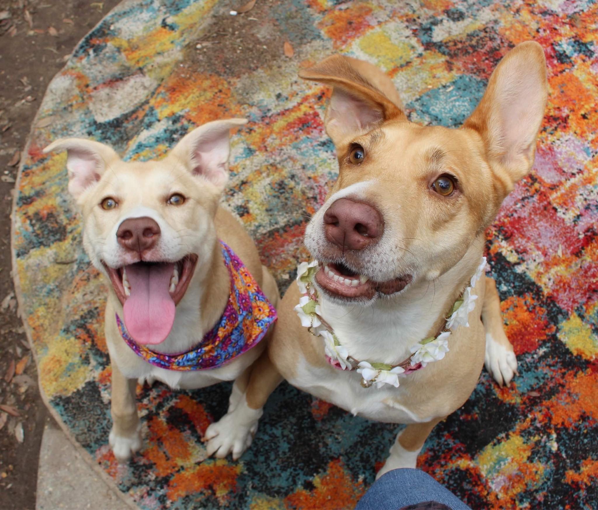 Honey, Adopted, Adult Female Yellow Labrador Retriever & Pharaoh Hound.