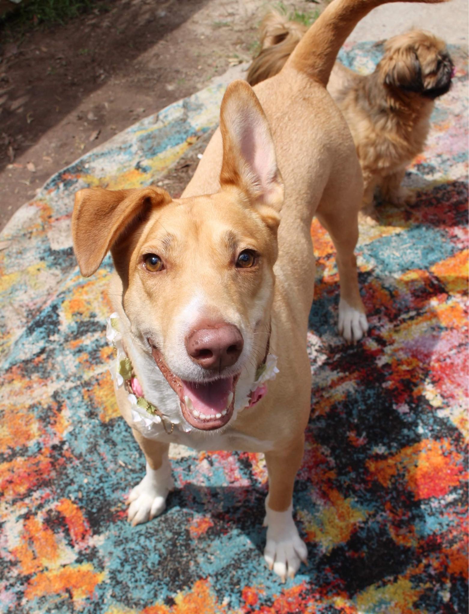 Enlarge Honey, a Adopted mixed breed in Saucier, MS image 2/6