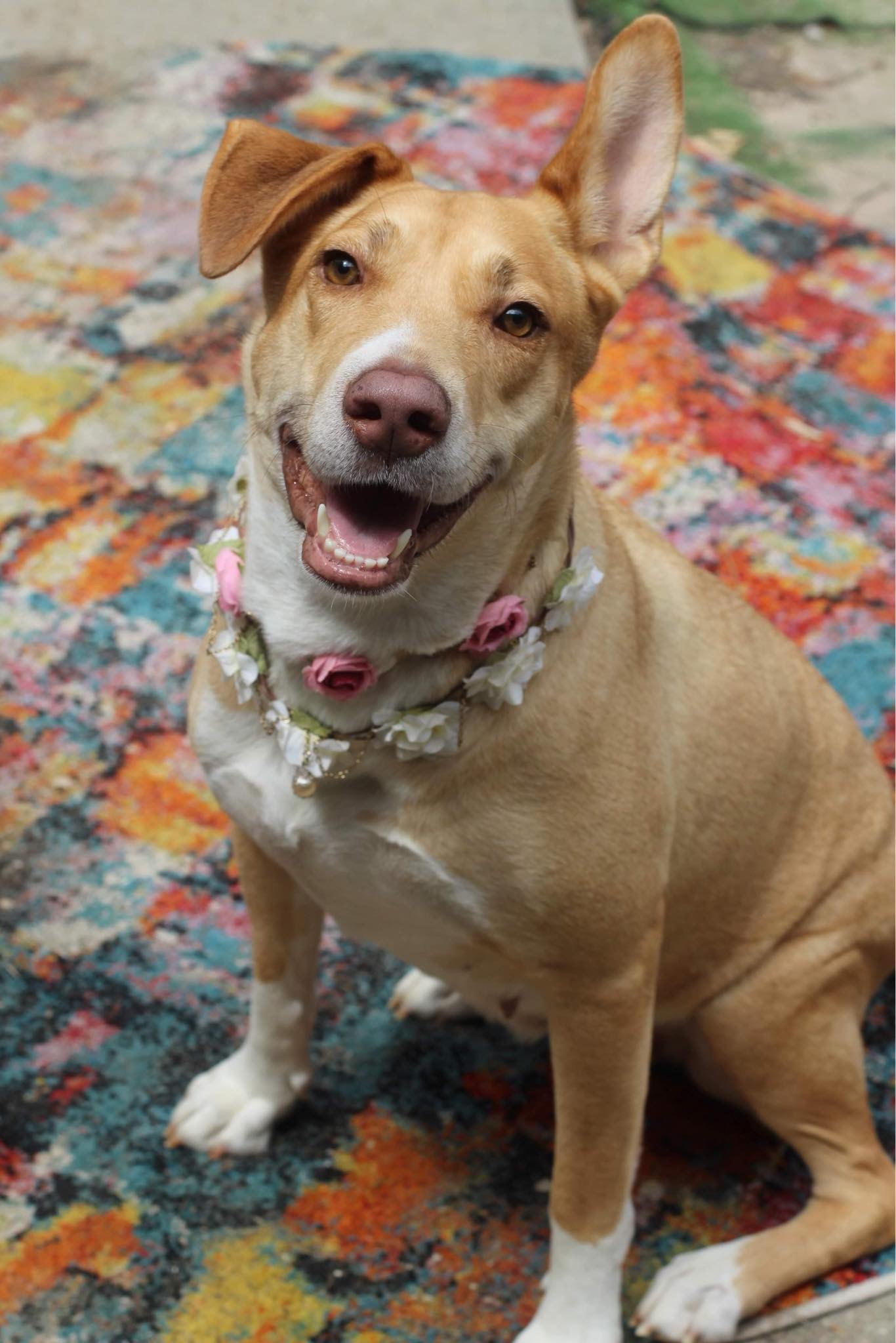 Enlarge Honey, a Adopted mixed breed in Saucier, MS image 3/6