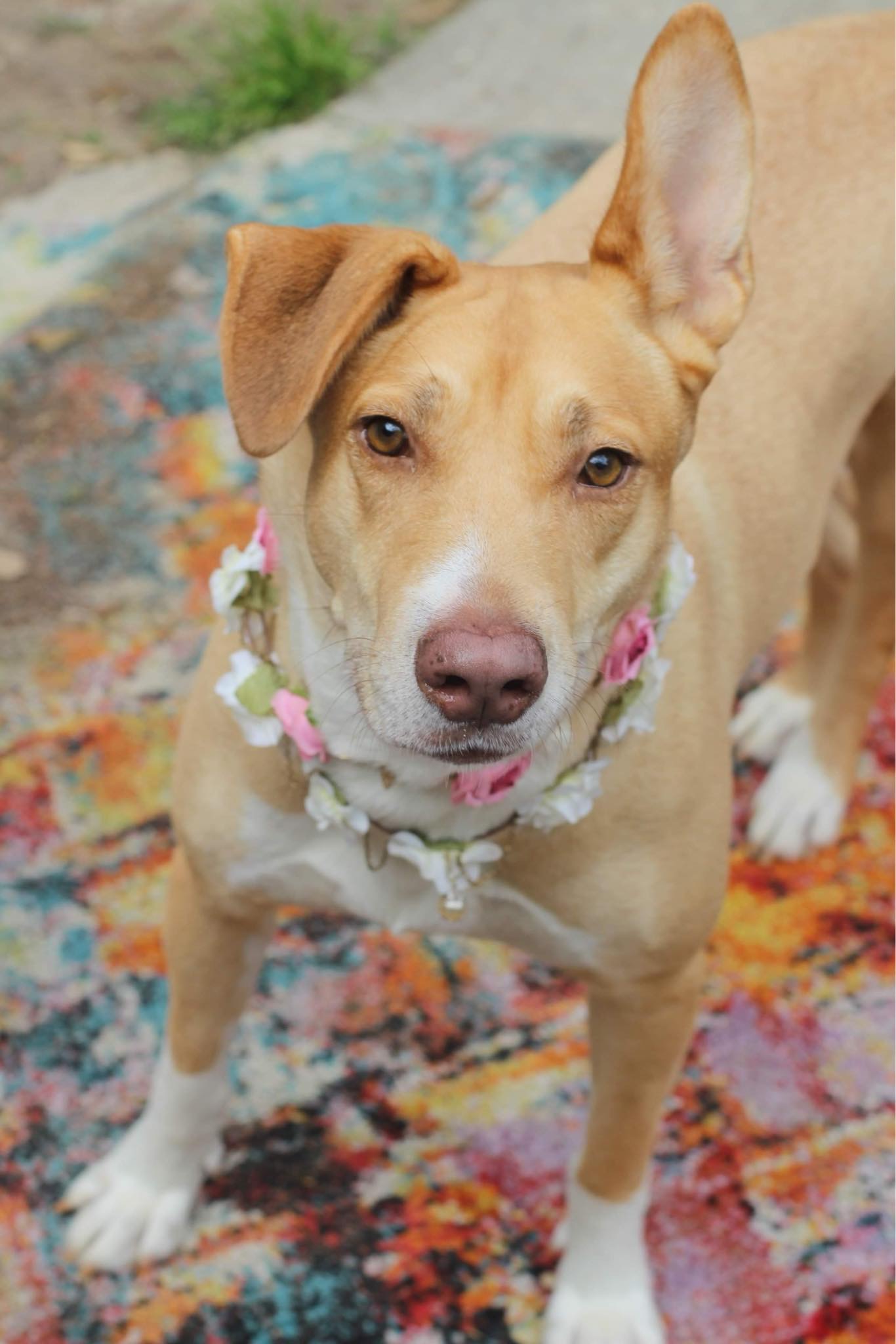 Enlarge Honey, a Adopted mixed breed in Saucier, MS image 4/6