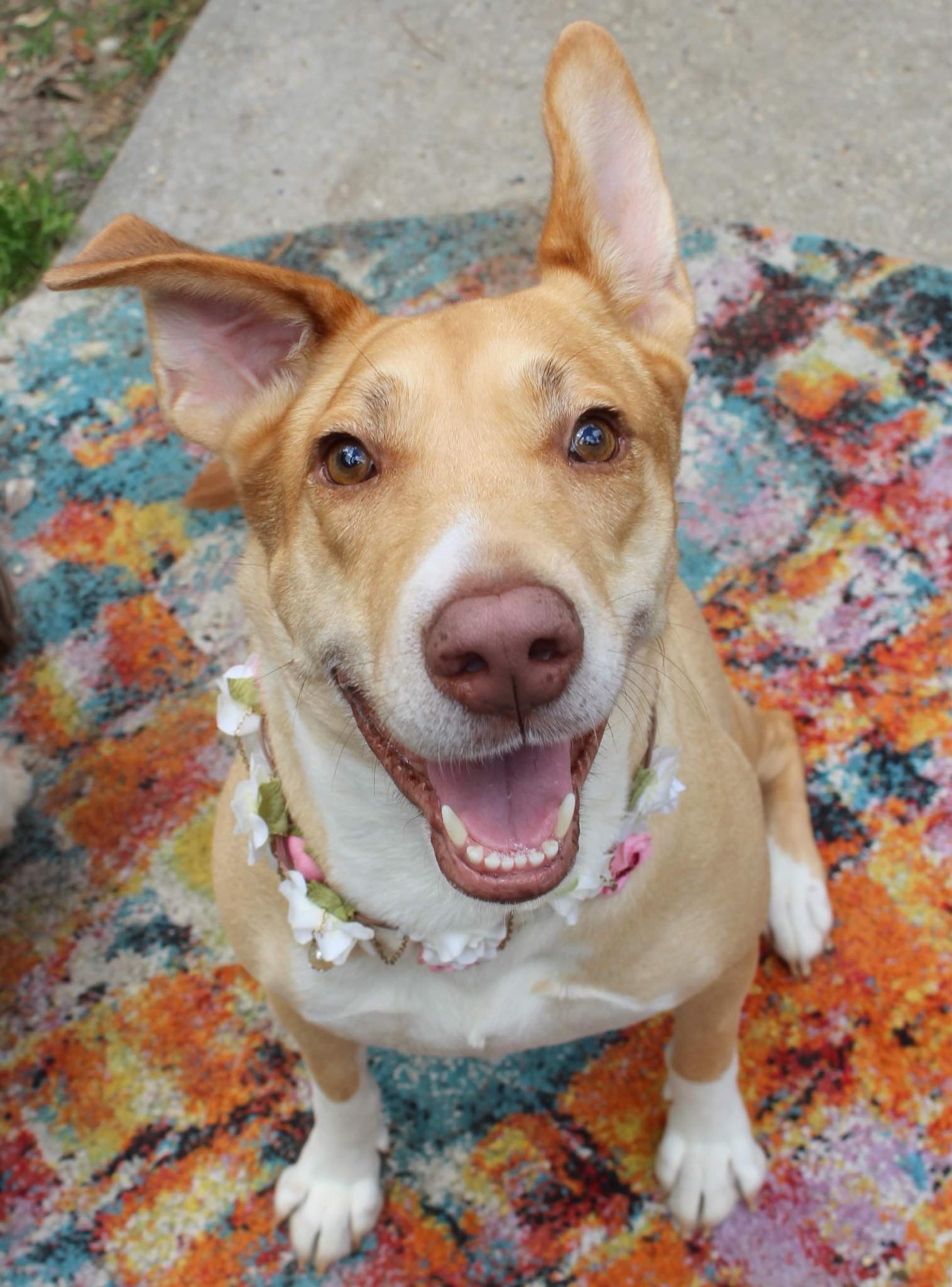 Enlarge Honey, a Adopted mixed breed in Saucier, MS image 5/6