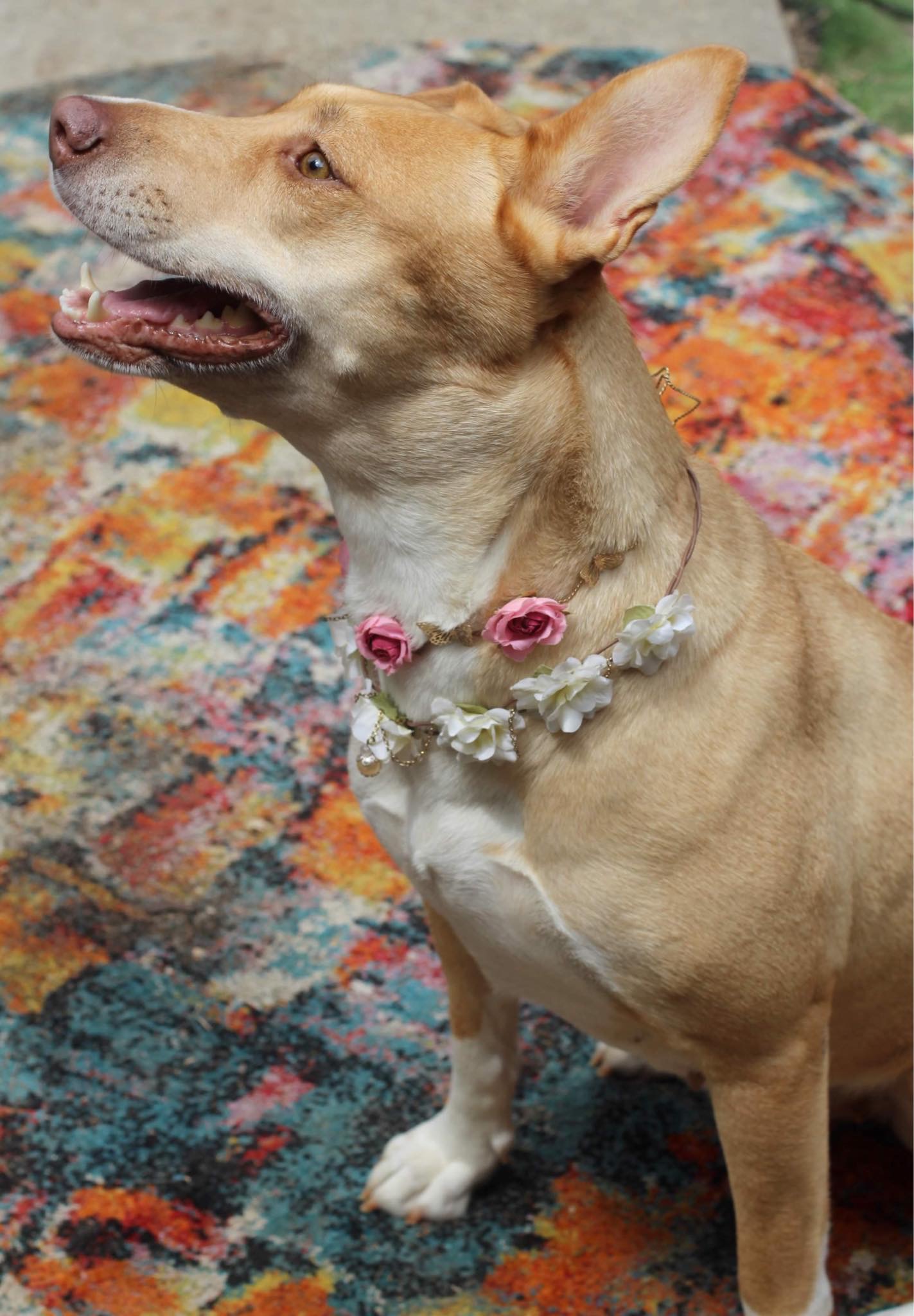 Enlarge Honey, a Adopted mixed breed in Saucier, MS image 6/6