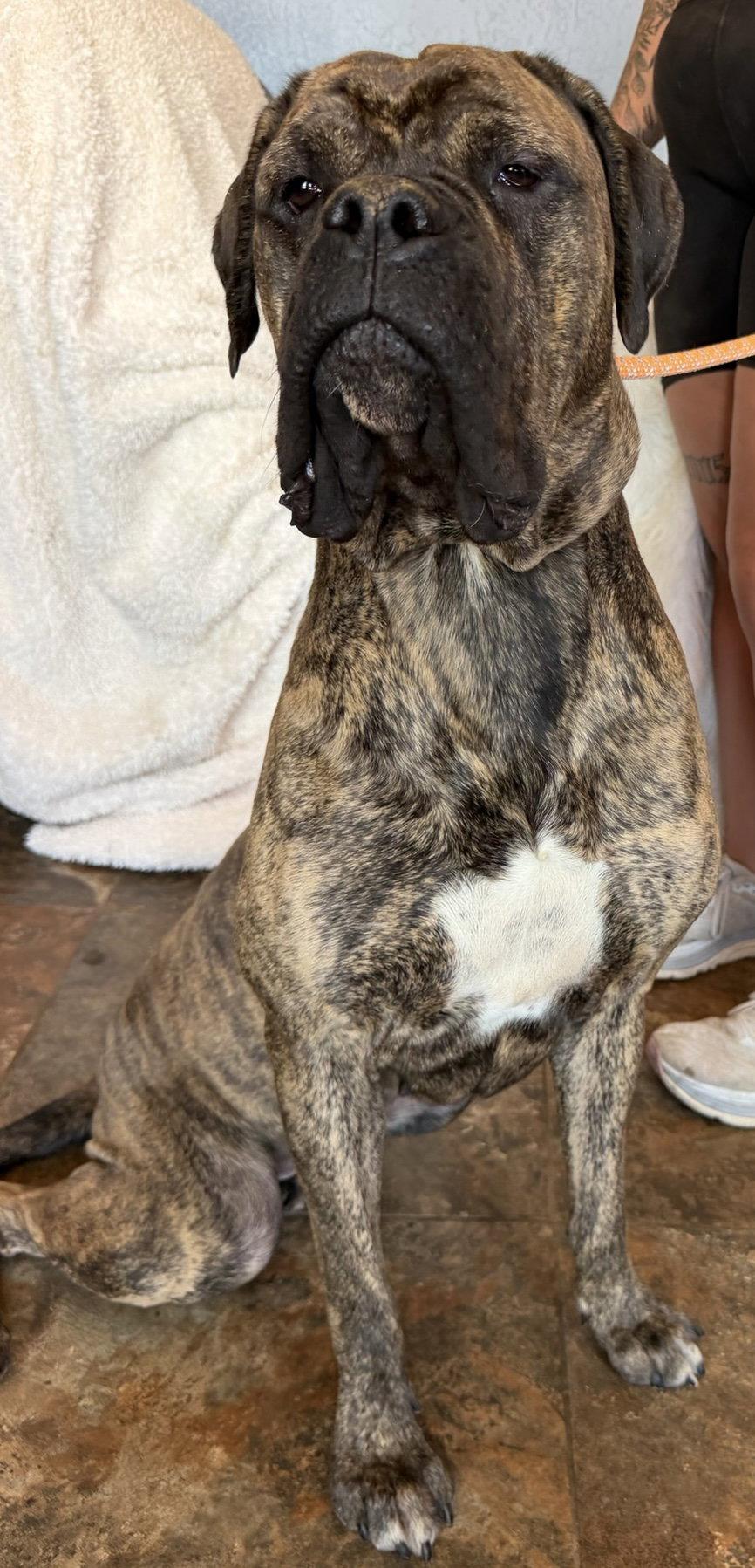 Enlarge Maddie - REDUCED ADOPTION DONATION WITH WYATT, a Adoptable Bullmastiff in Glendale, AZ image 1/2