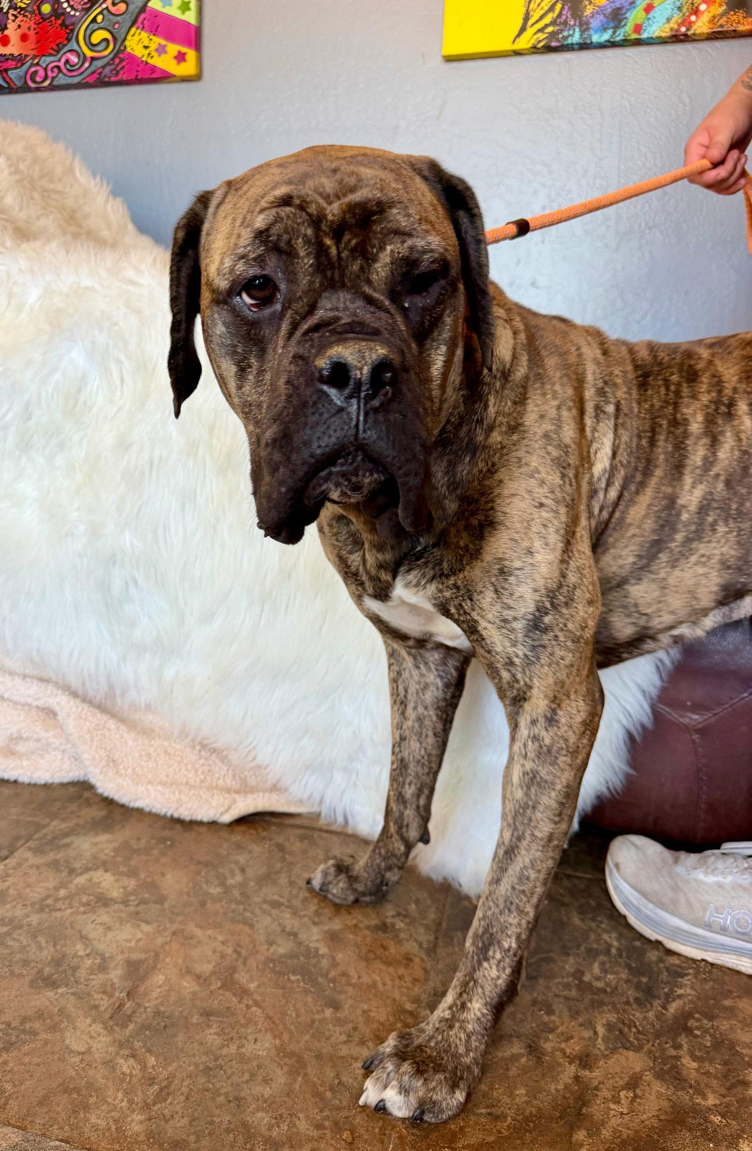 Enlarge Maddie - REDUCED ADOPTION DONATION WITH WYATT, a Adoptable Bullmastiff in Glendale, AZ image 2/2