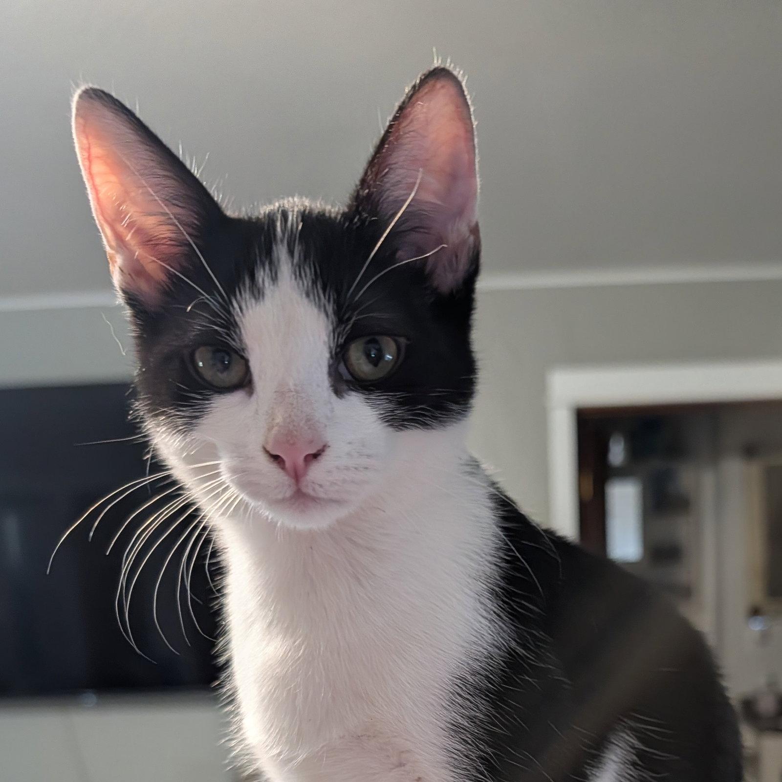 Enlarge Domino, a Adoptable Domestic Short Hair in Sonora, CA image 1/1