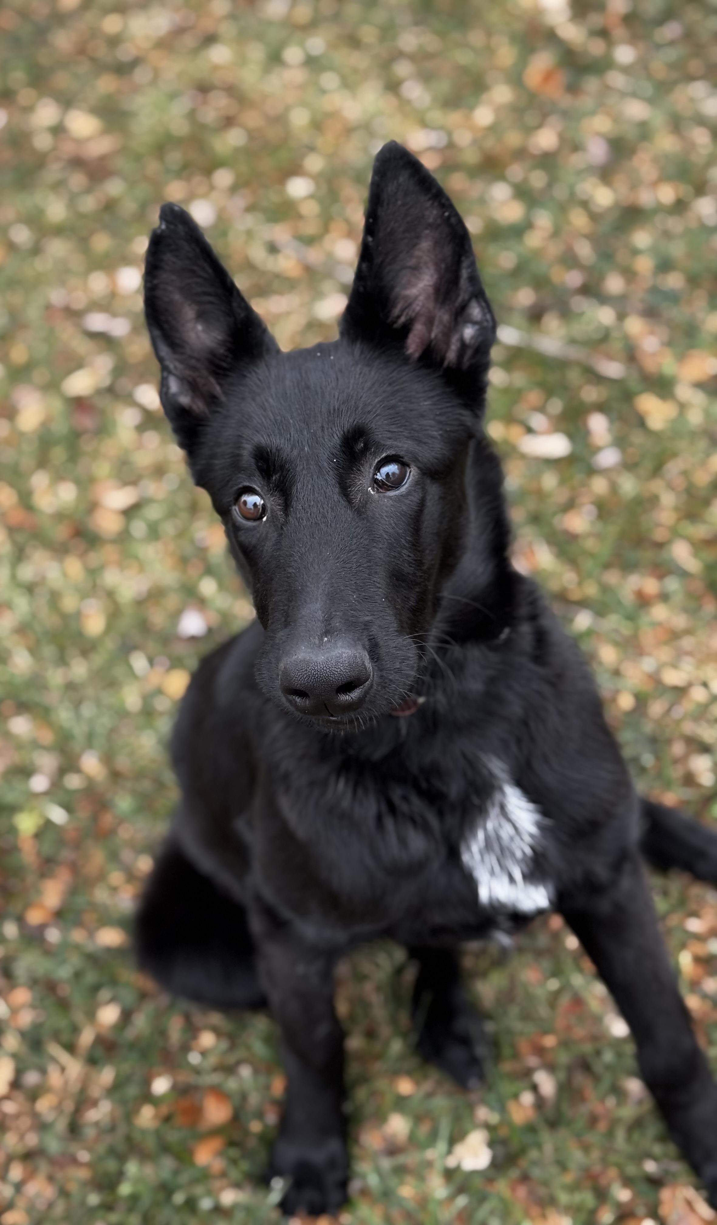 Scarlett, ADOPTABLE, Puppy Female German Shepherd Dog.