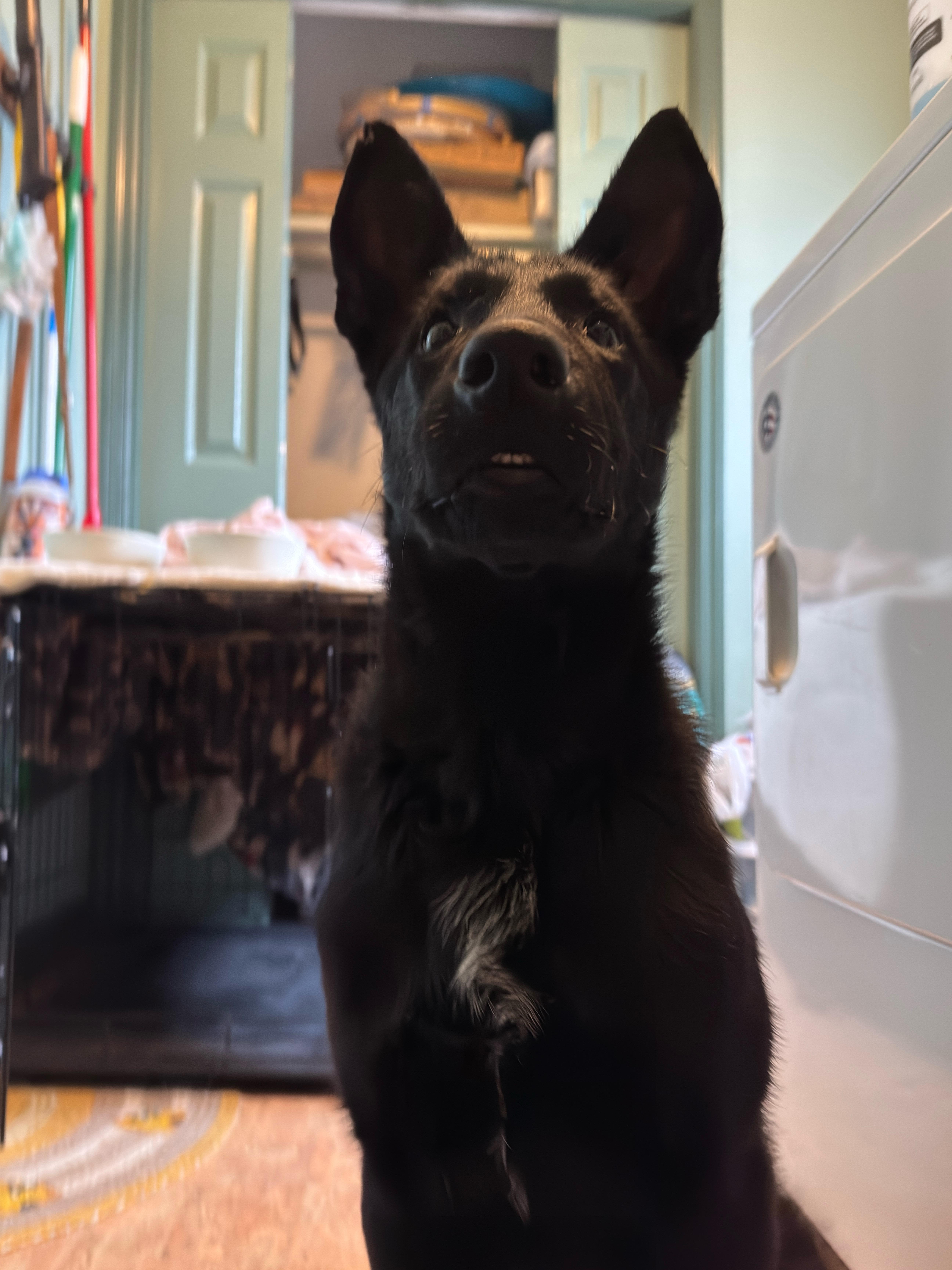 Enlarge Scarlett, a ADOPTABLE mixed breed in Lincoln University, PA image 2/3