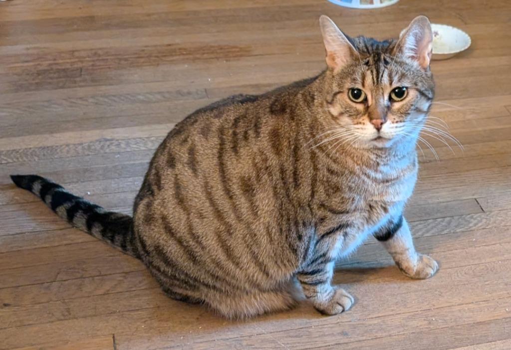 Enlarge Queen Victoria, a Adoptable Domestic Short Hair in Arthur, ON image 1/5