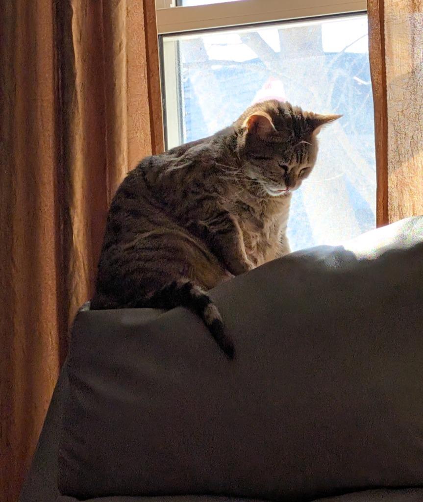 Enlarge Queen Victoria, a Adoptable Domestic Short Hair in Arthur, ON image 2/5