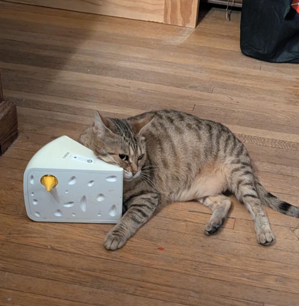 Enlarge Queen Victoria, a Adoptable Domestic Short Hair in Arthur, ON image 3/5