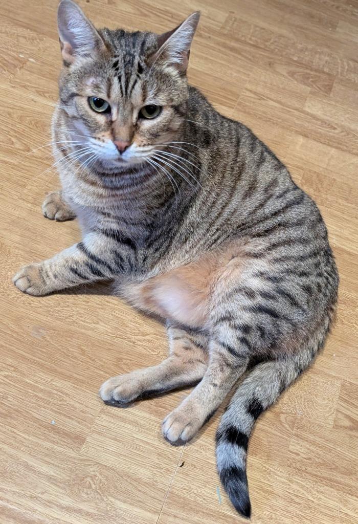 Enlarge Queen Victoria, a Adoptable Domestic Short Hair in Arthur, ON image 5/5