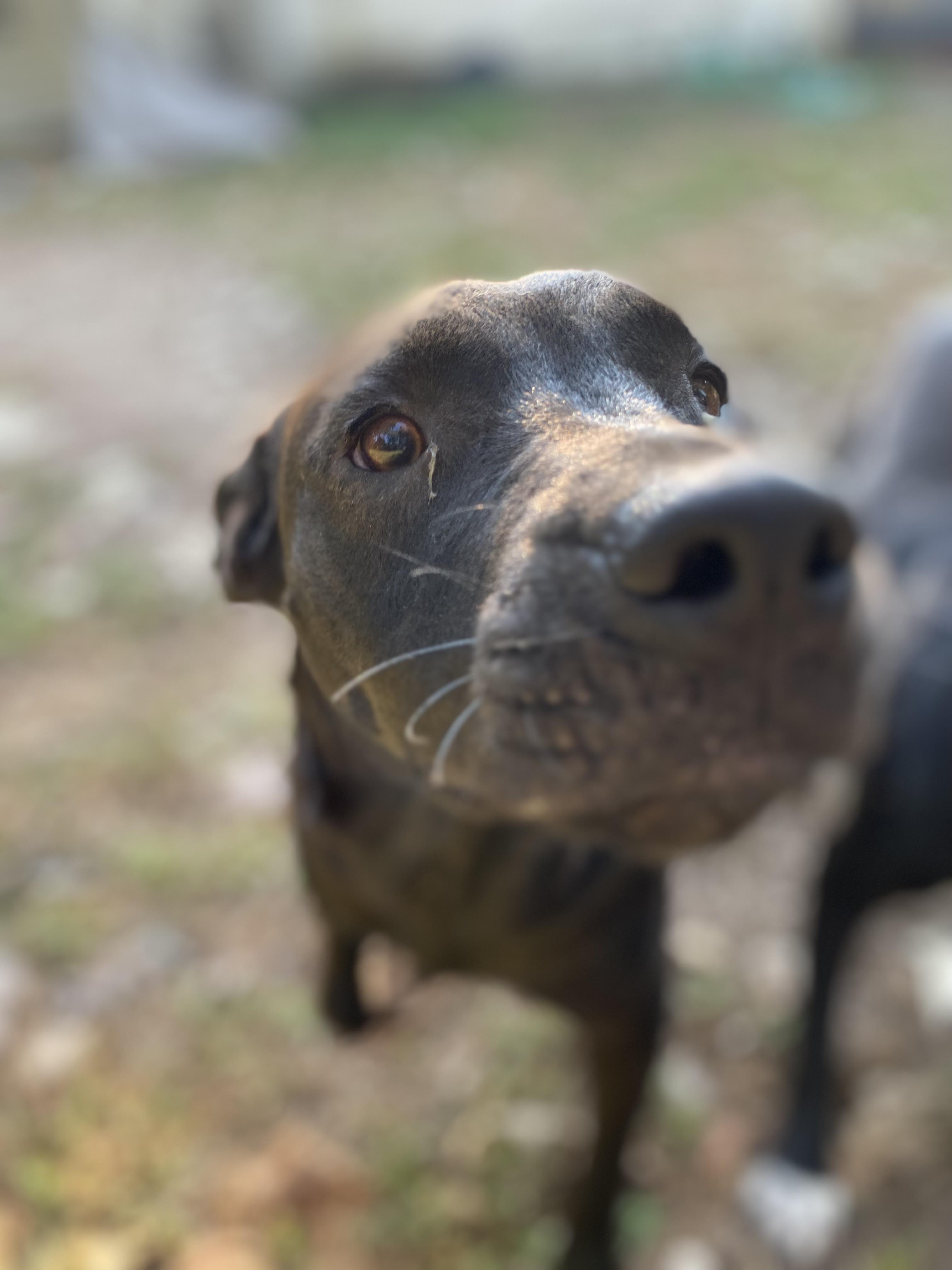 Enlarge Onyx, a Adoptable Mixed Breed in Columbus, OH image 2/4