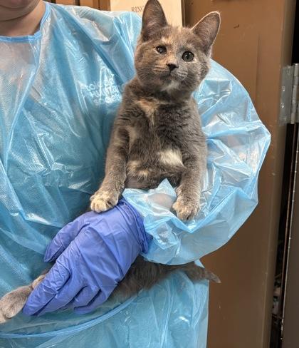 Bee, Adoptable, Kitten Female Domestic Short Hair & Domestic Short Hair.