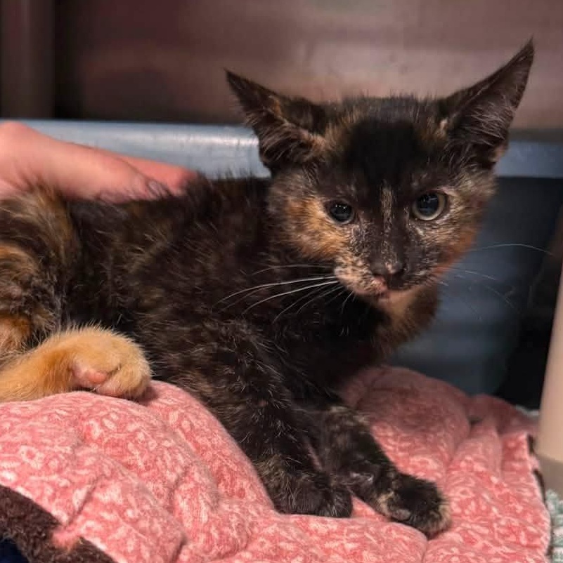 Enlarge JEAN GREY, a Adopted Tortoiseshell in Wyandotte, MI image 1/1