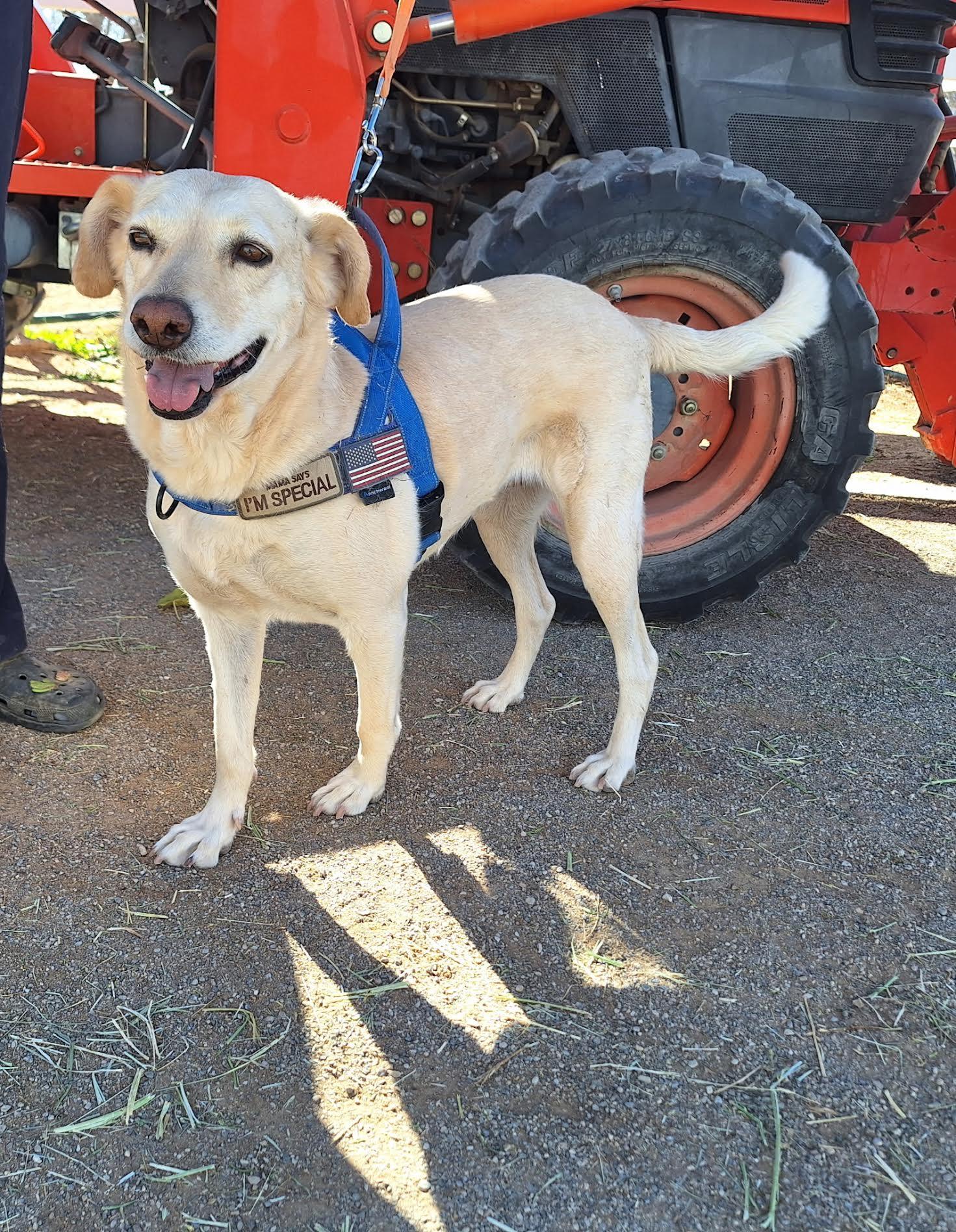 Luna, ADOPTABLE, Adult Female Labrador Retriever.
