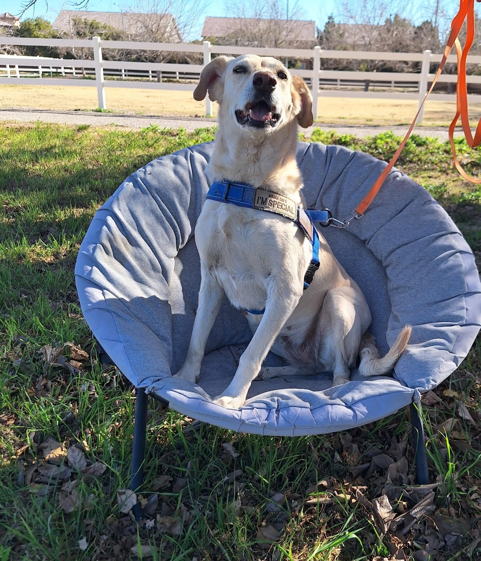 Enlarge Luna, a ADOPTABLE mixed breed in Las Vegas, NV image 2/2