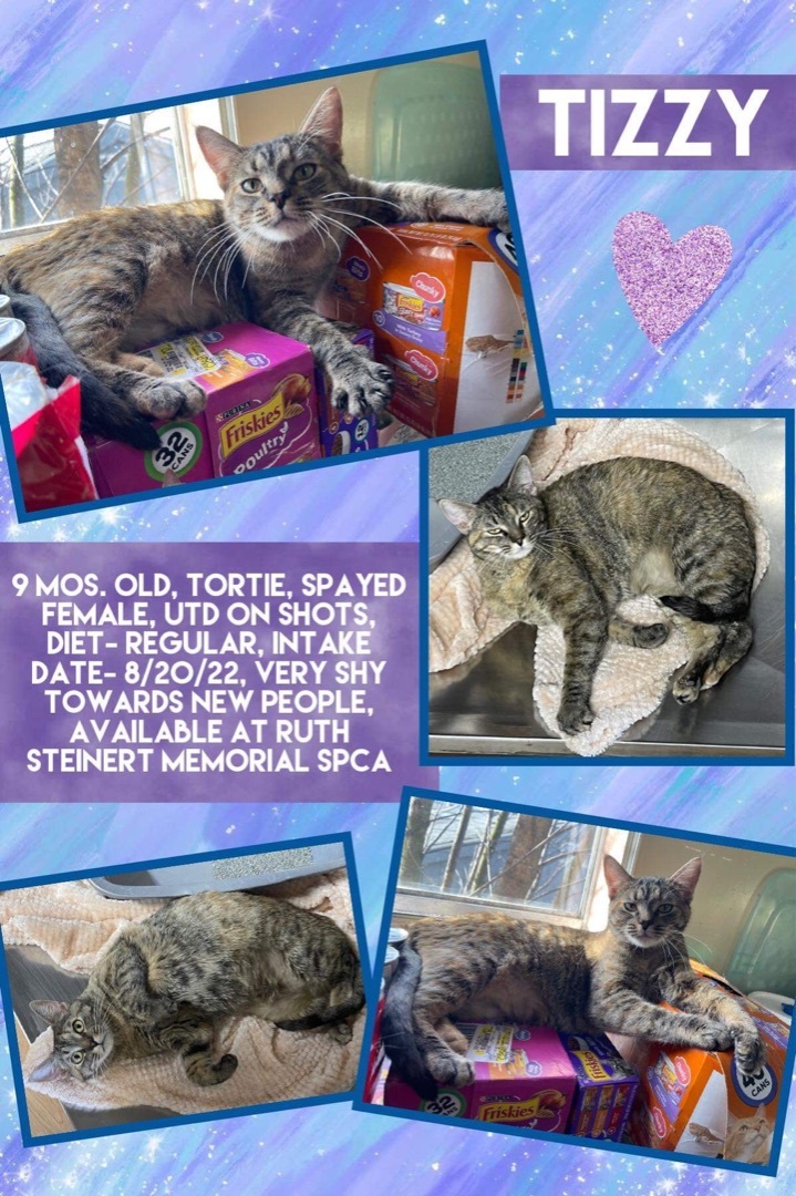 Tizzy, an adoptable Domestic Short Hair in Pine Grove, PA_image-1