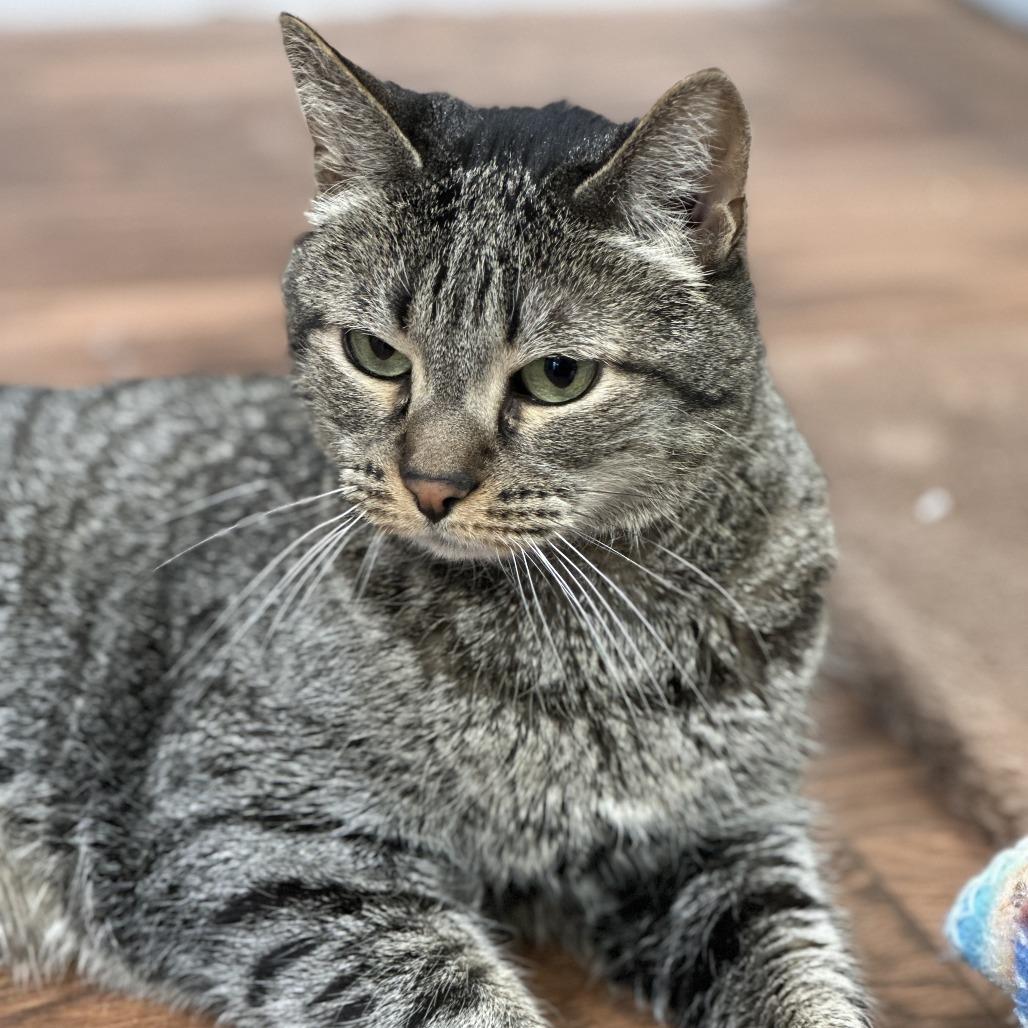 Baby Girl, Adoptable, Senior Female Domestic Short Hair.