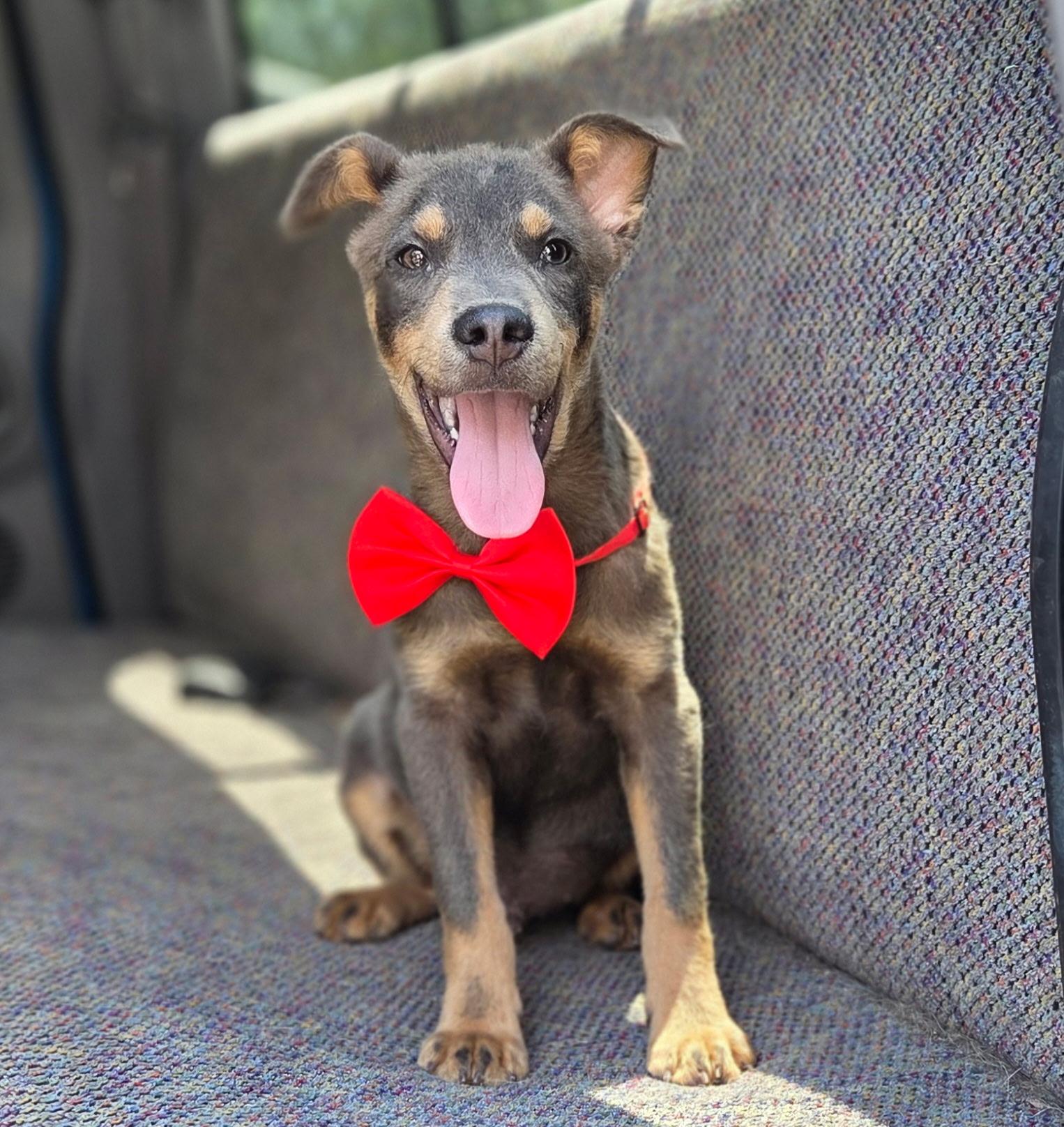 Enlarge Tate, a Adoptable mixed breed in Fayetteville , NC image 3/6
