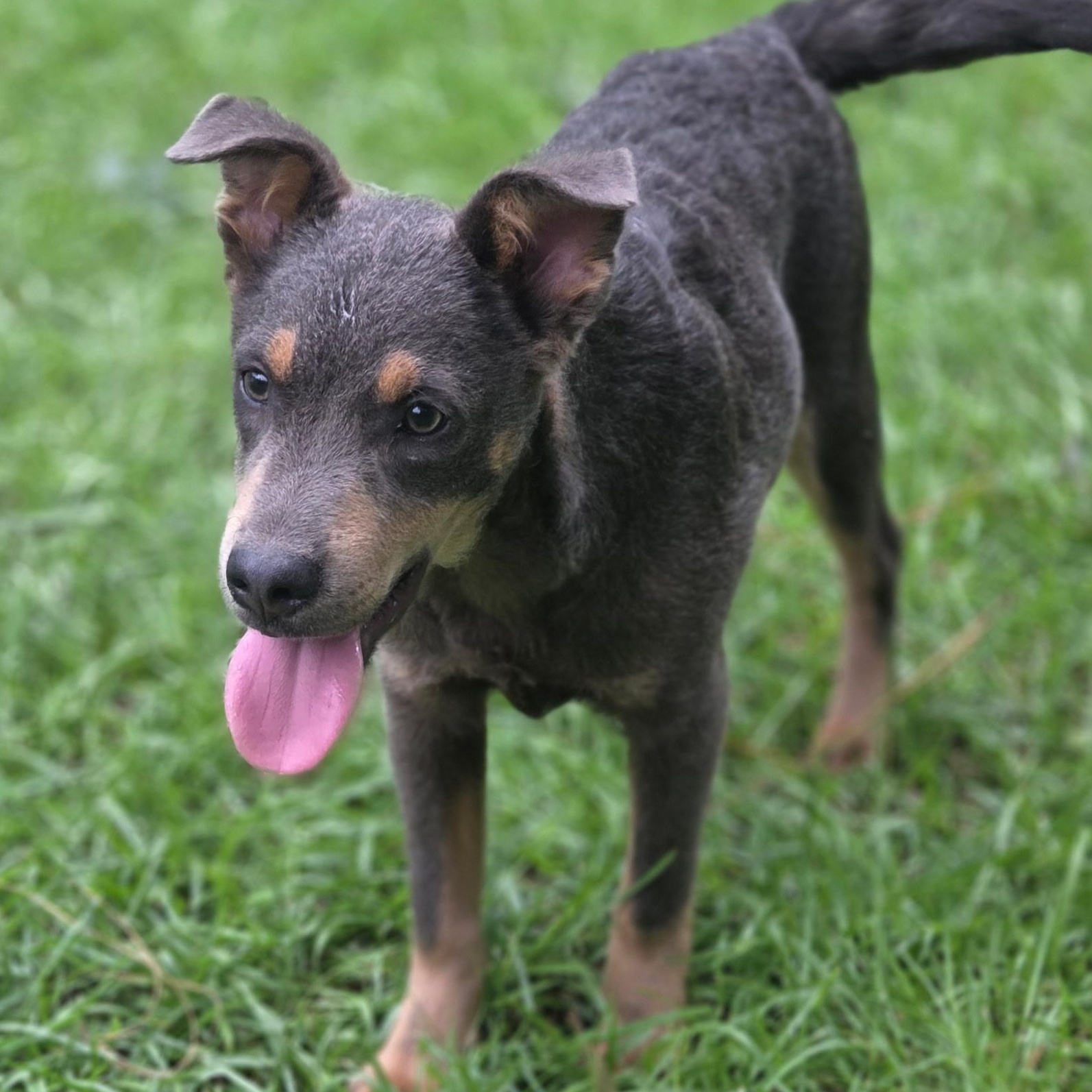 Enlarge Tate, a Adoptable mixed breed in Fayetteville , NC image 4/6