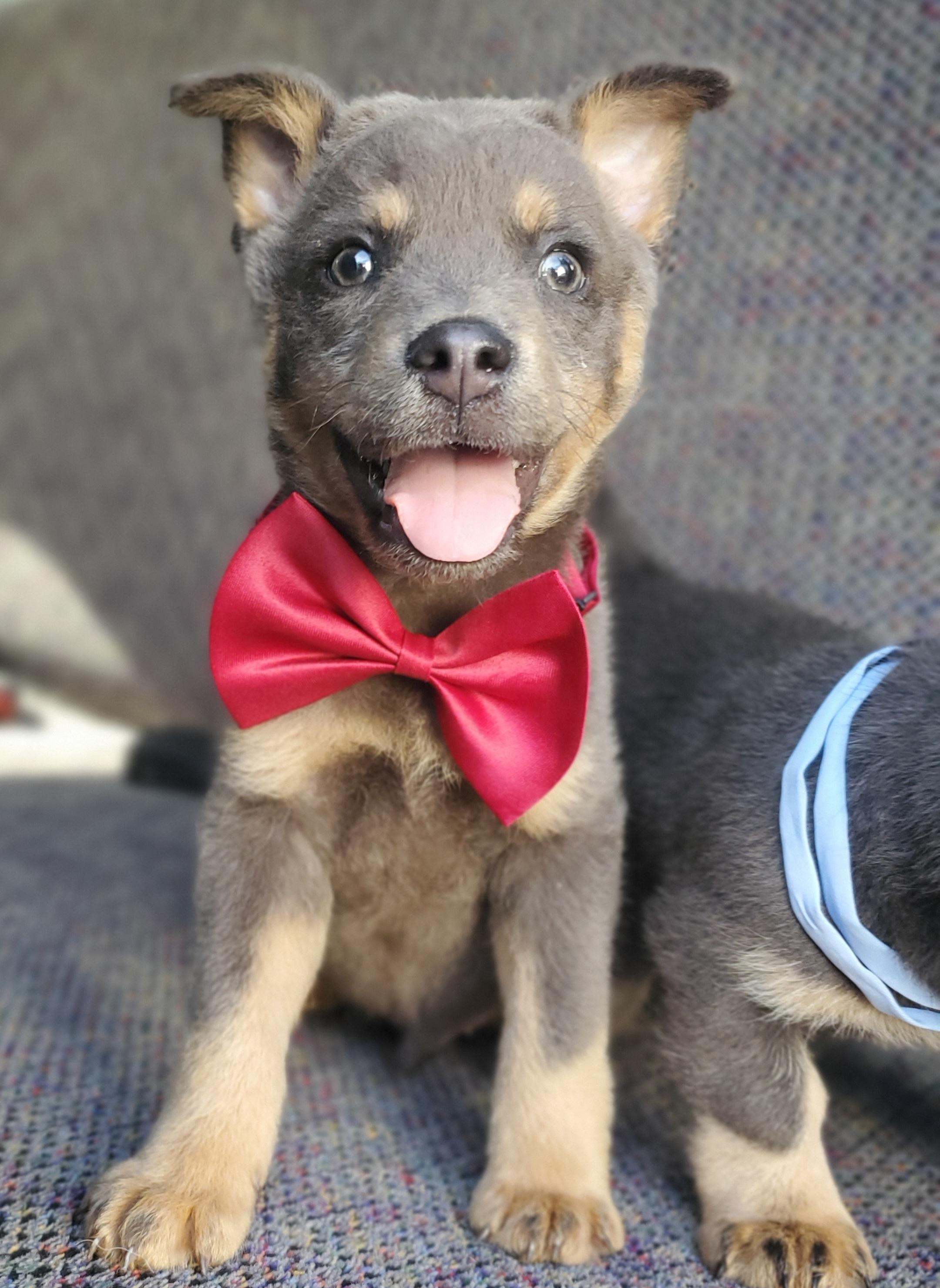 Tate, a Adoptable mixed breed in Fayetteville , NC image 5/6