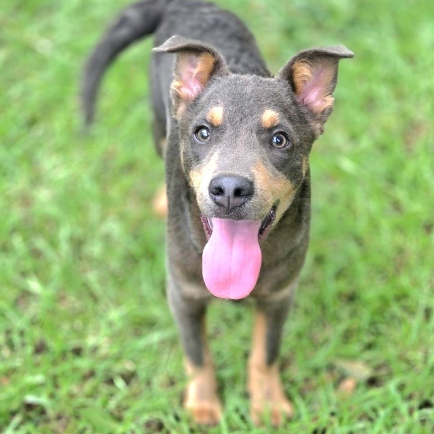 Enlarge Tate, a Adoptable mixed breed in Fayetteville , NC image 2/6