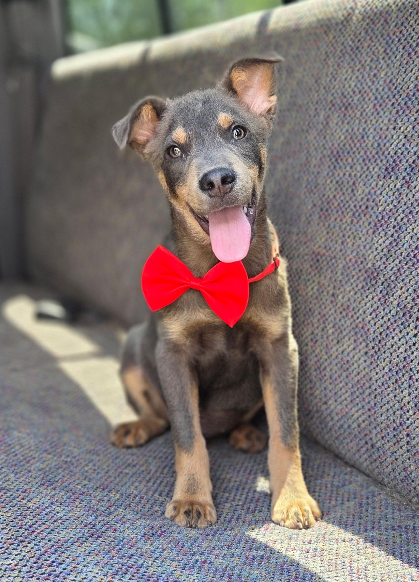 Enlarge Tate, a Adoptable mixed breed in Fayetteville , NC image 2/6