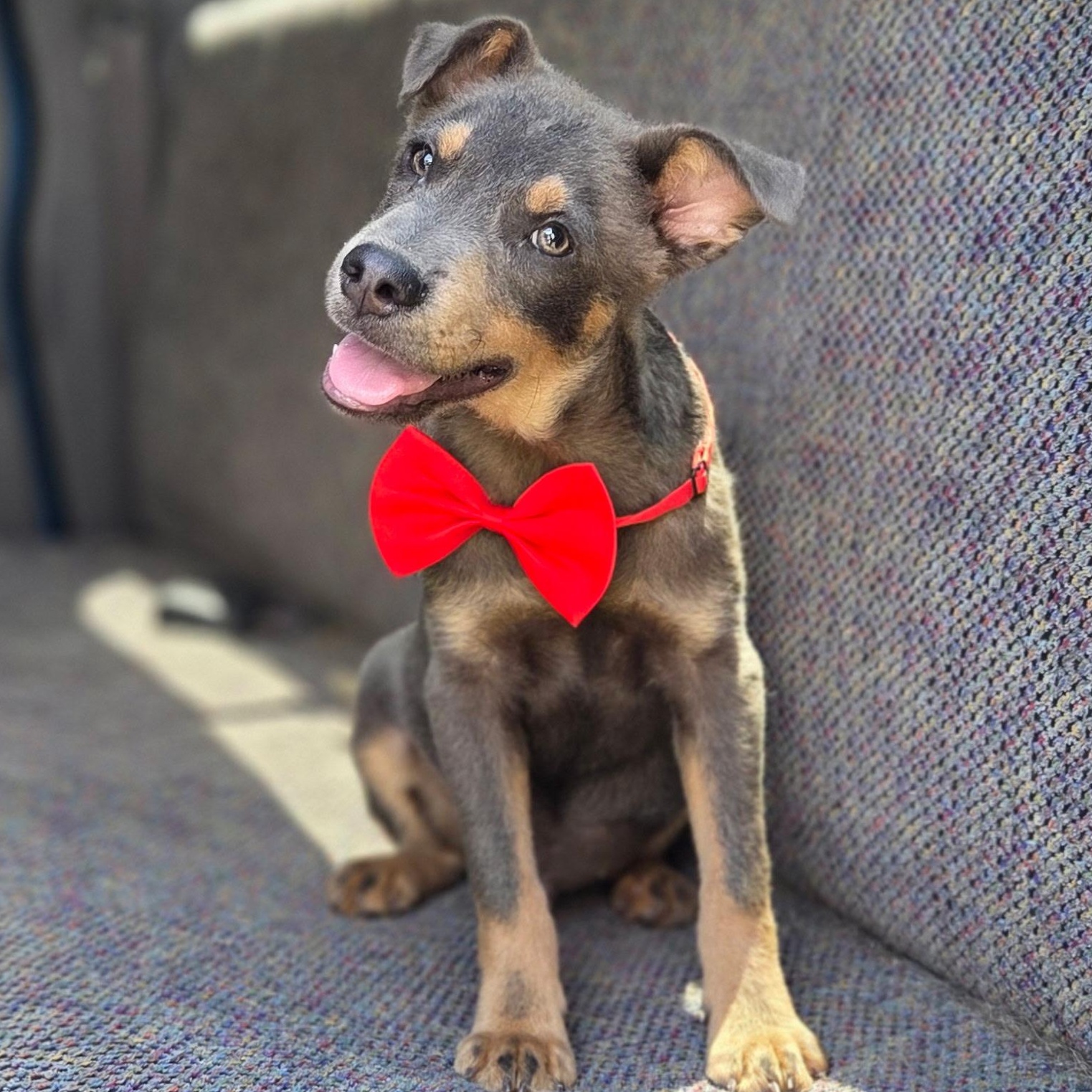 Tate, Adoptable, Puppy Male Australian Kelpie & Mixed Breed.