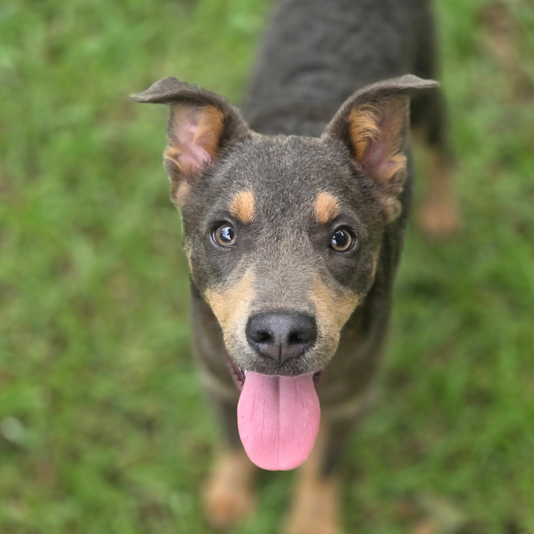 Enlarge Tate, a Adoptable mixed breed in Fayetteville , NC image 3/6