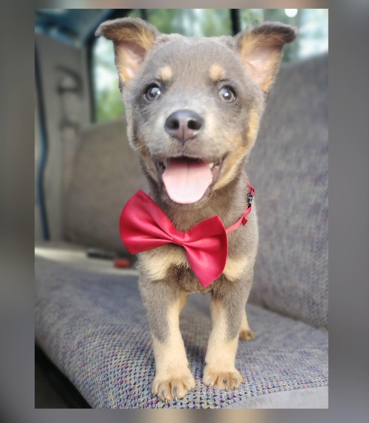 Tate, a Adoptable mixed breed in Fayetteville , NC image 2/6