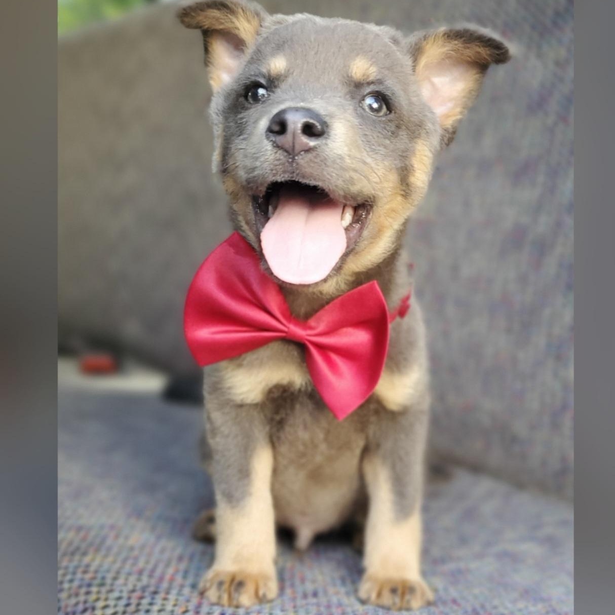Tate, a Adoptable mixed breed in Fayetteville , NC image 1/6