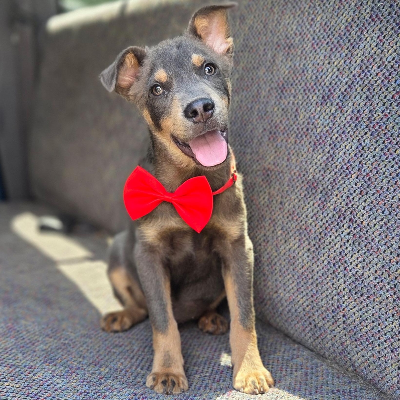 Tate, Adoptable, Puppy Male Australian Kelpie & Mixed Breed.