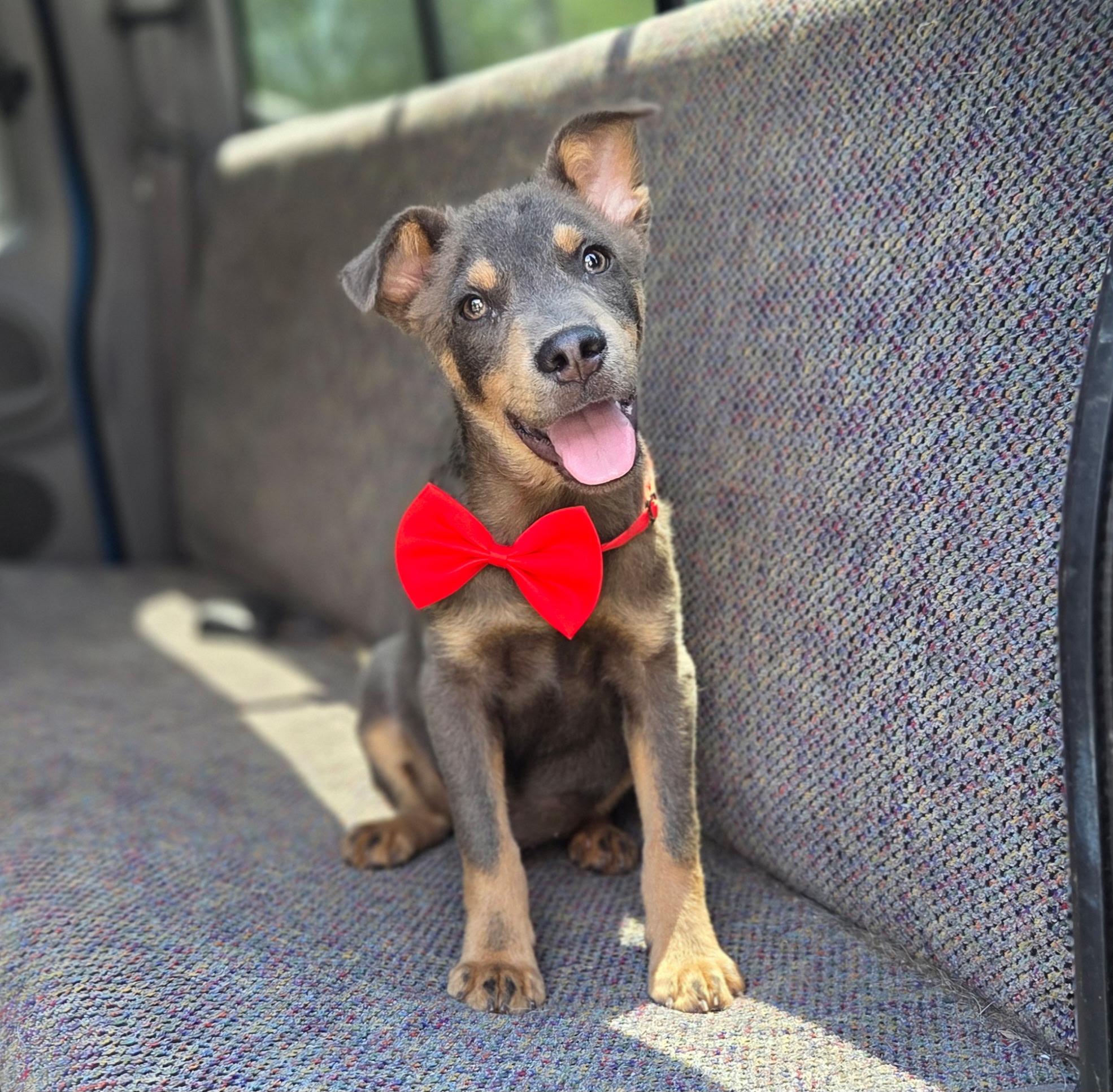 Enlarge Tate, a Adoptable mixed breed in Fayetteville , NC image 4/6