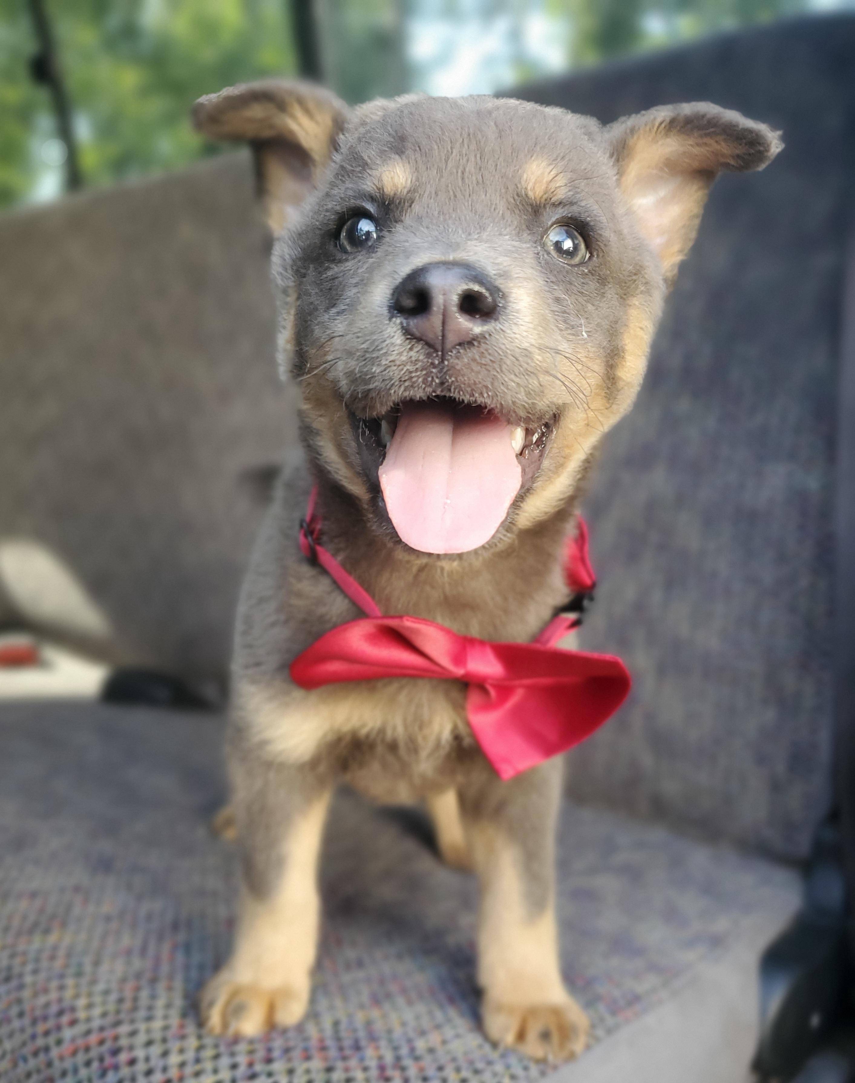 Tate, a Adoptable mixed breed in Fayetteville , NC image 4/6