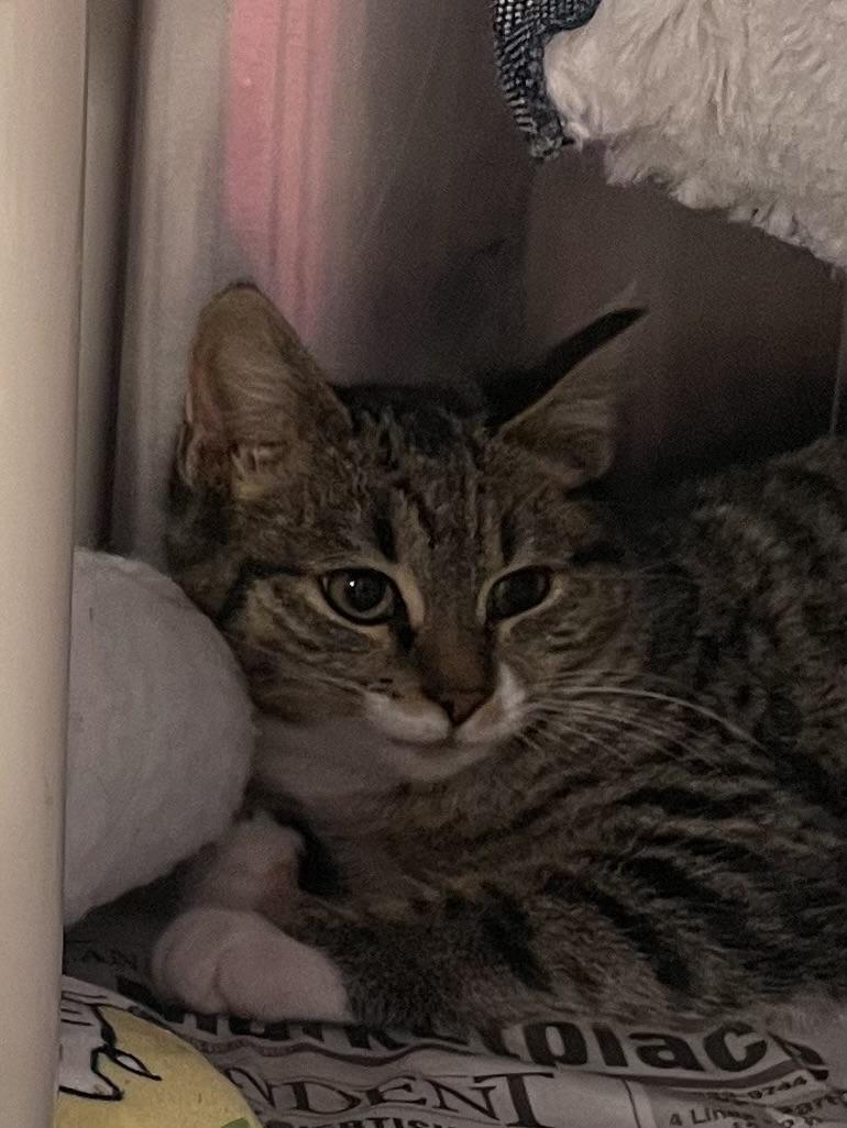 Enlarge Pebbles, a ADOPTABLE Tiger in North Kingstown, RI image 1/4