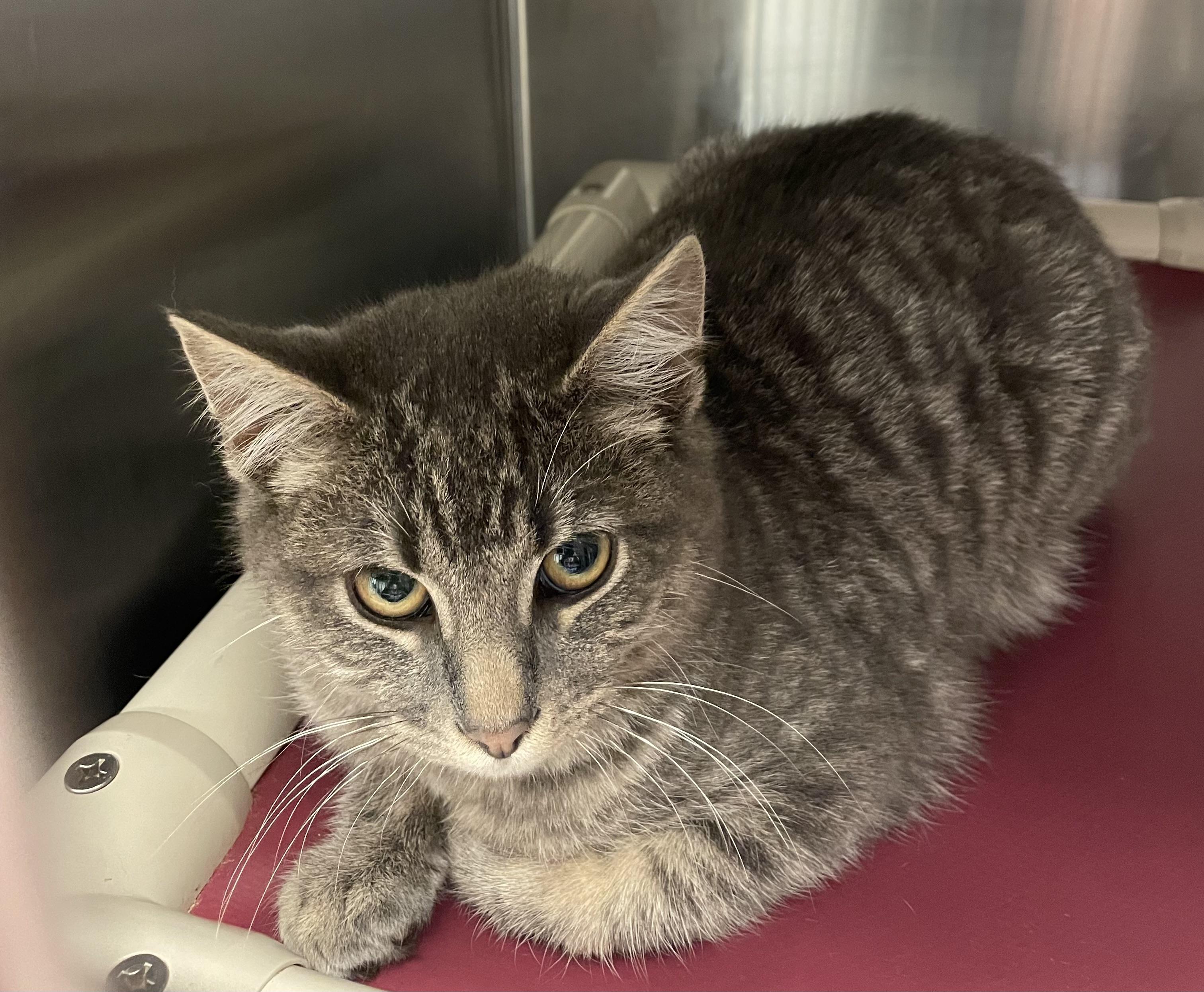 Enlarge Pebbles, a ADOPTABLE Tiger in North Kingstown, RI image 4/4