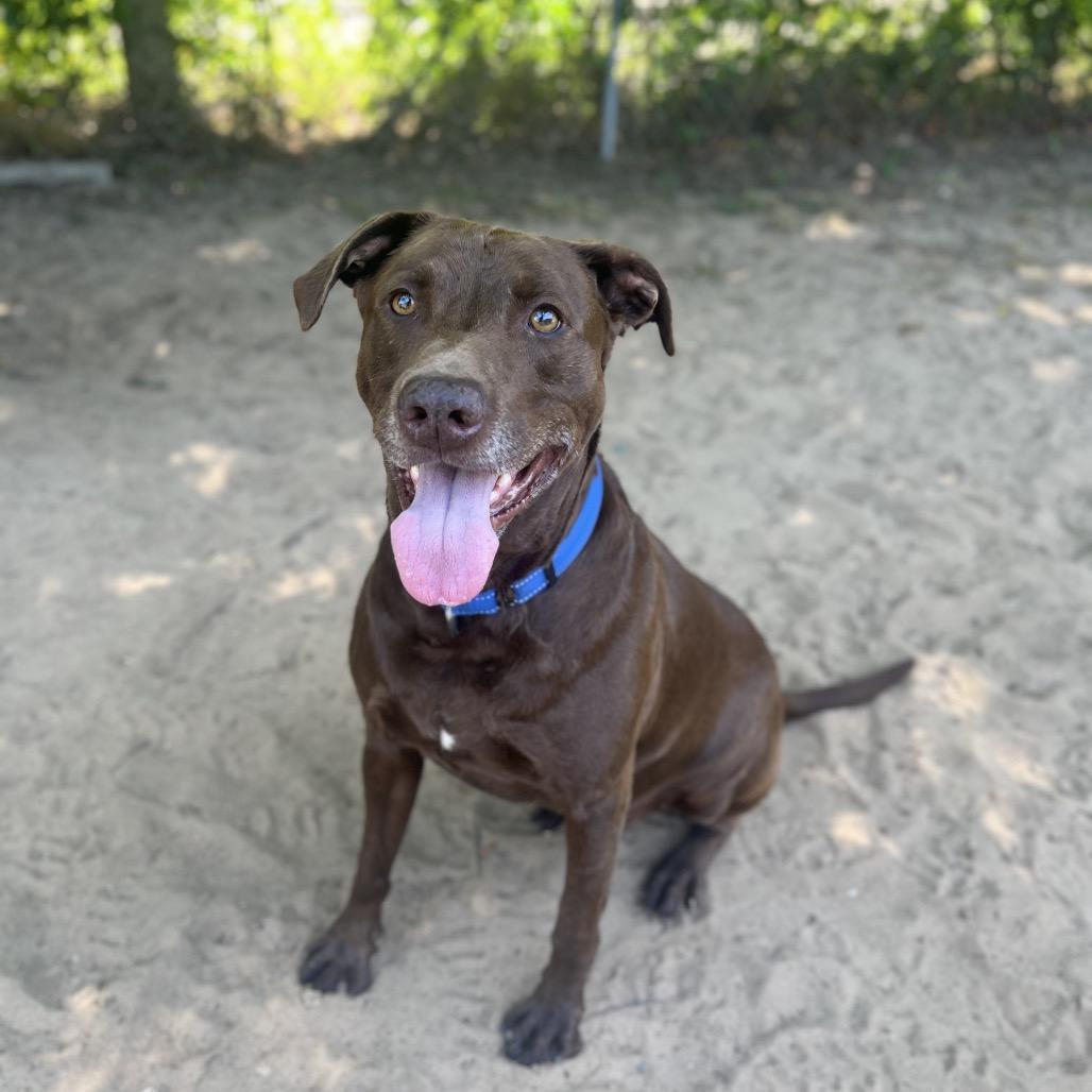 Enlarge Chocolatte, a Adoptable Mixed Breed in Pensacola, FL image 1/6