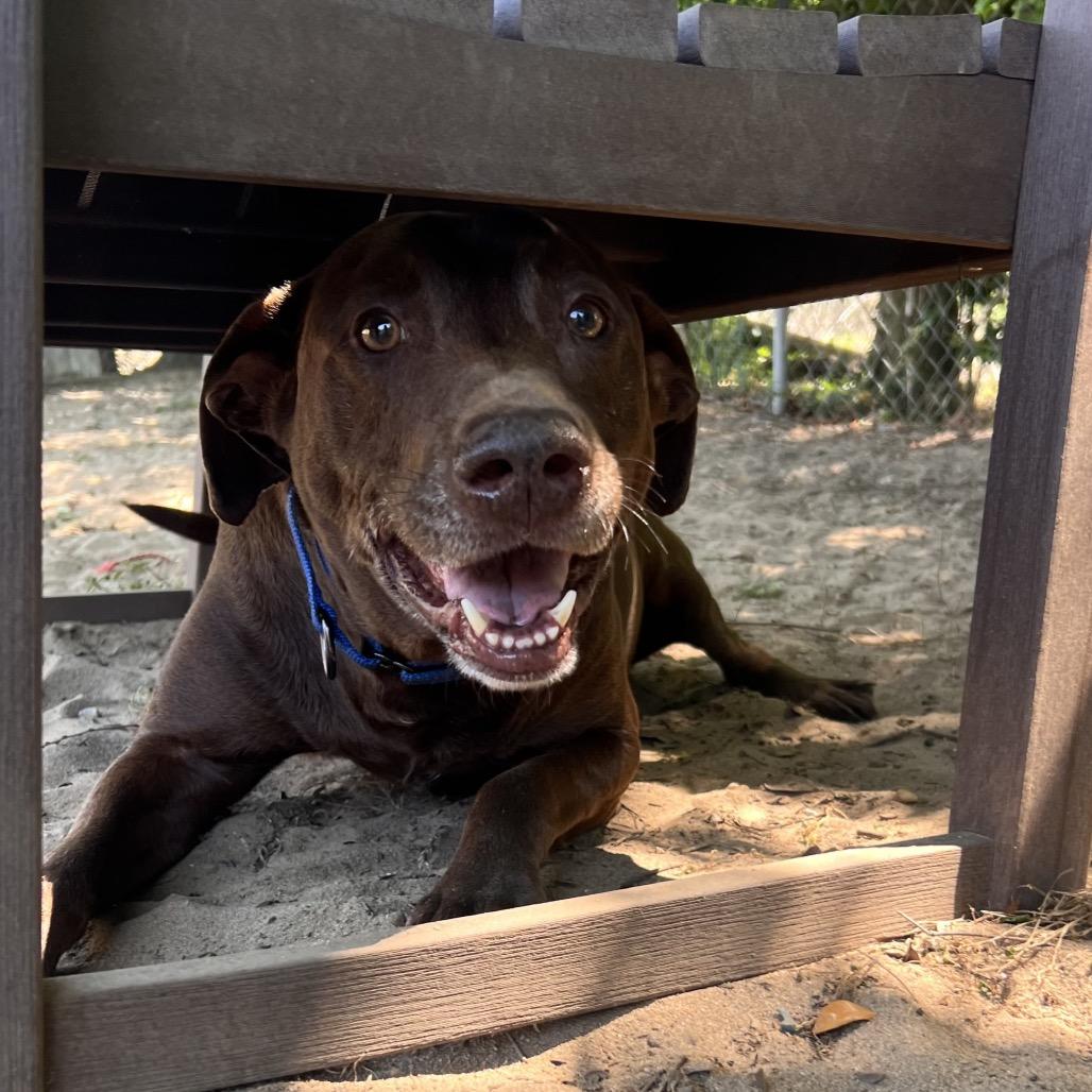 Enlarge Chocolatte, a Adoptable Mixed Breed in Pensacola, FL image 2/6