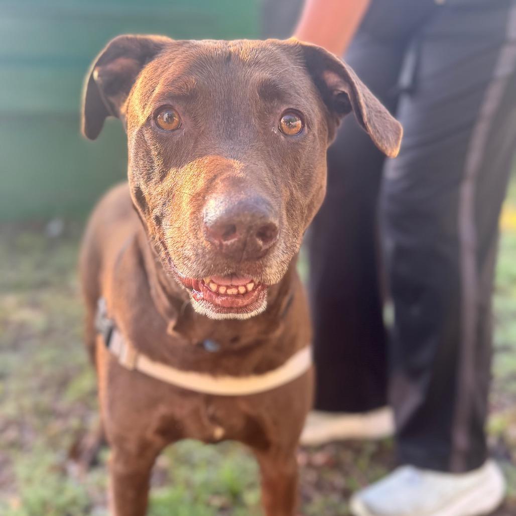 Enlarge Chocolatte, a Adoptable Mixed Breed in Pensacola, FL image 4/6
