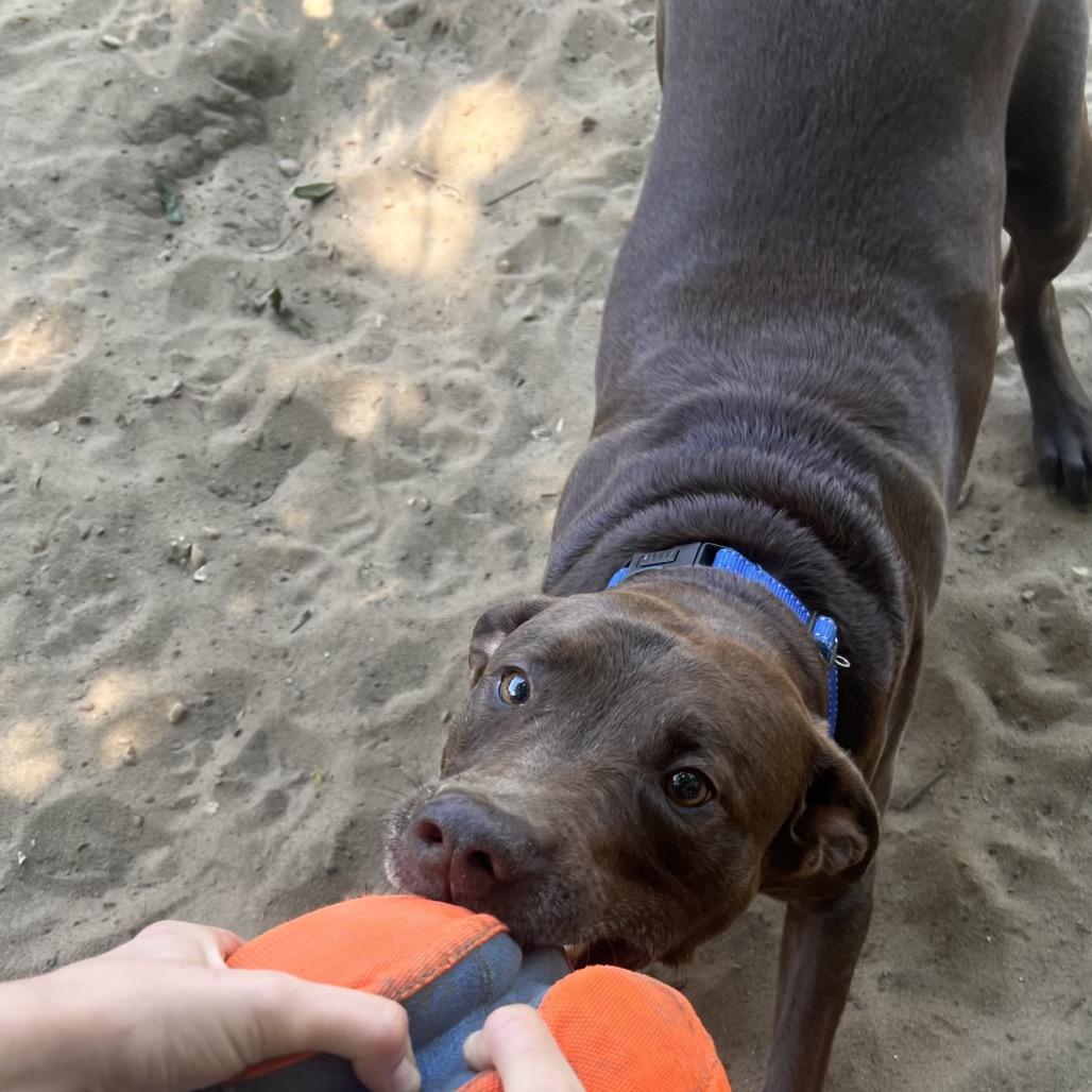 Enlarge Chocolatte, a Adoptable Mixed Breed in Pensacola, FL image 5/6
