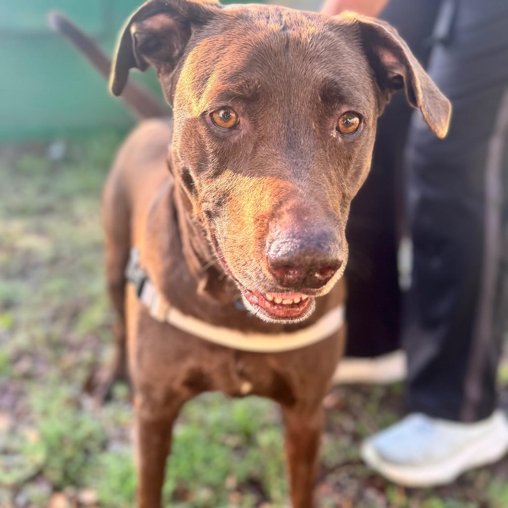 Enlarge Chocolatte, a Adoptable Mixed Breed in Pensacola, FL image 6/6