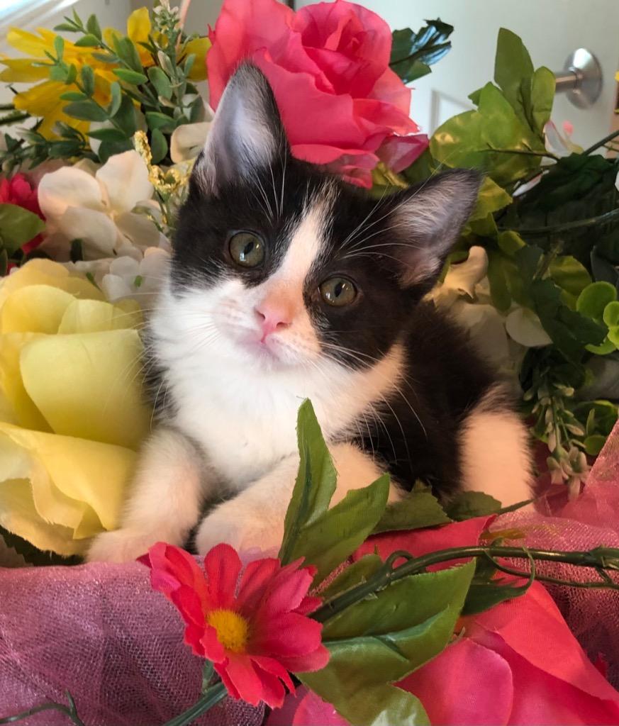 4/16 - Stars, Adoptable, Kitten Female Domestic Short Hair.