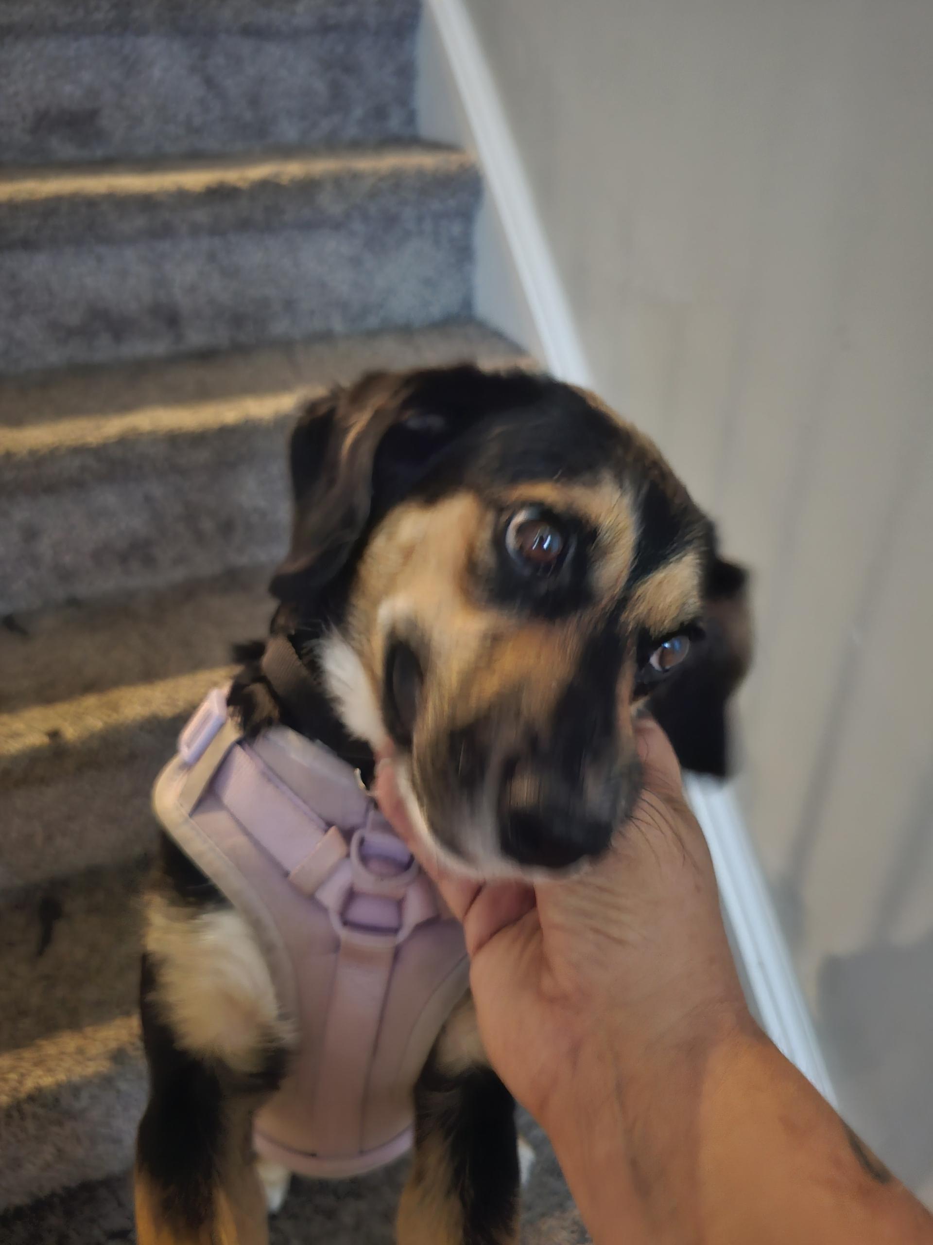 Enlarge Cookie, a Adoptable mixed breed in Stafford, VA image 1/4