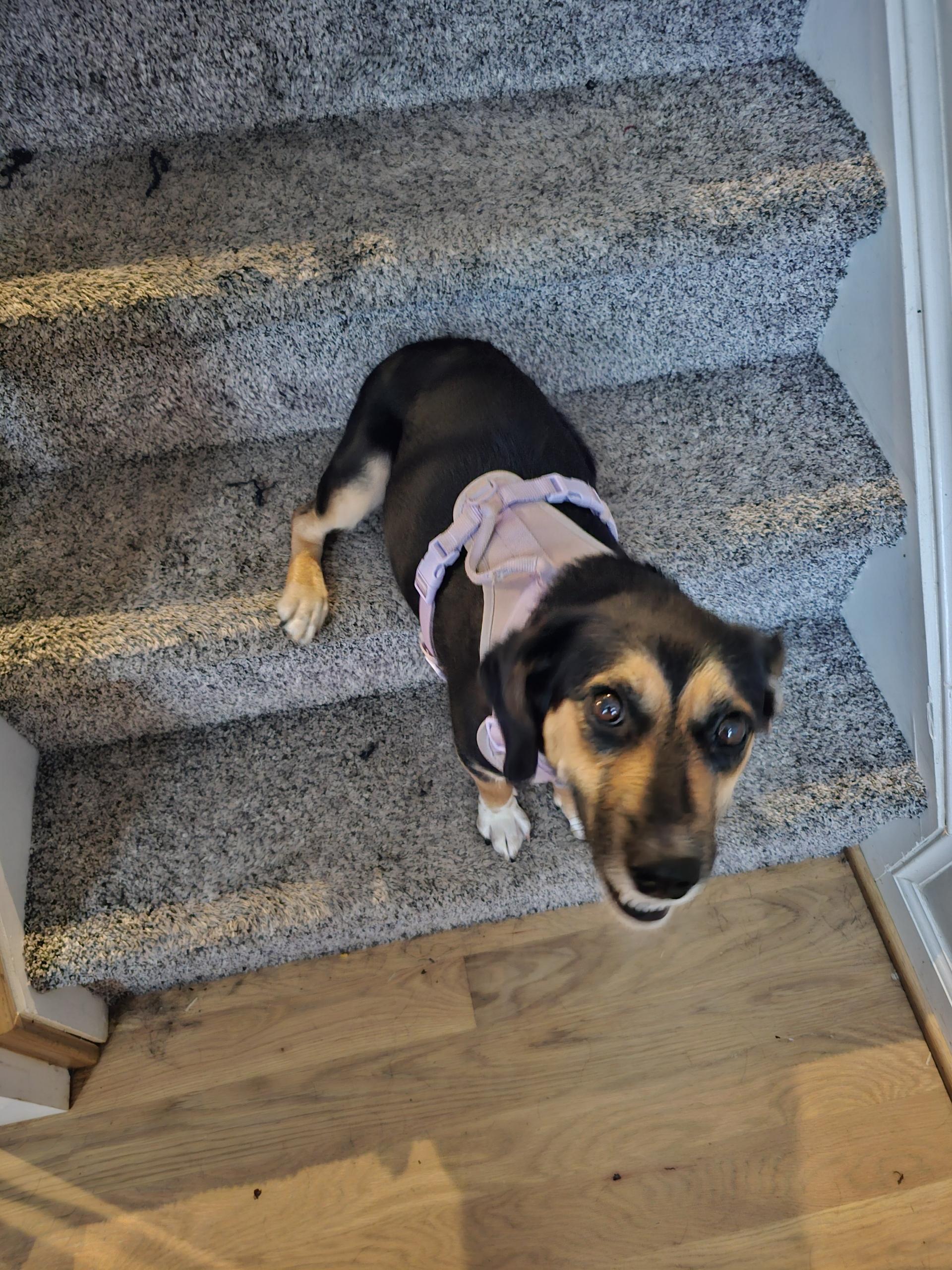 Enlarge Cookie, a Adoptable mixed breed in Stafford, VA image 2/4