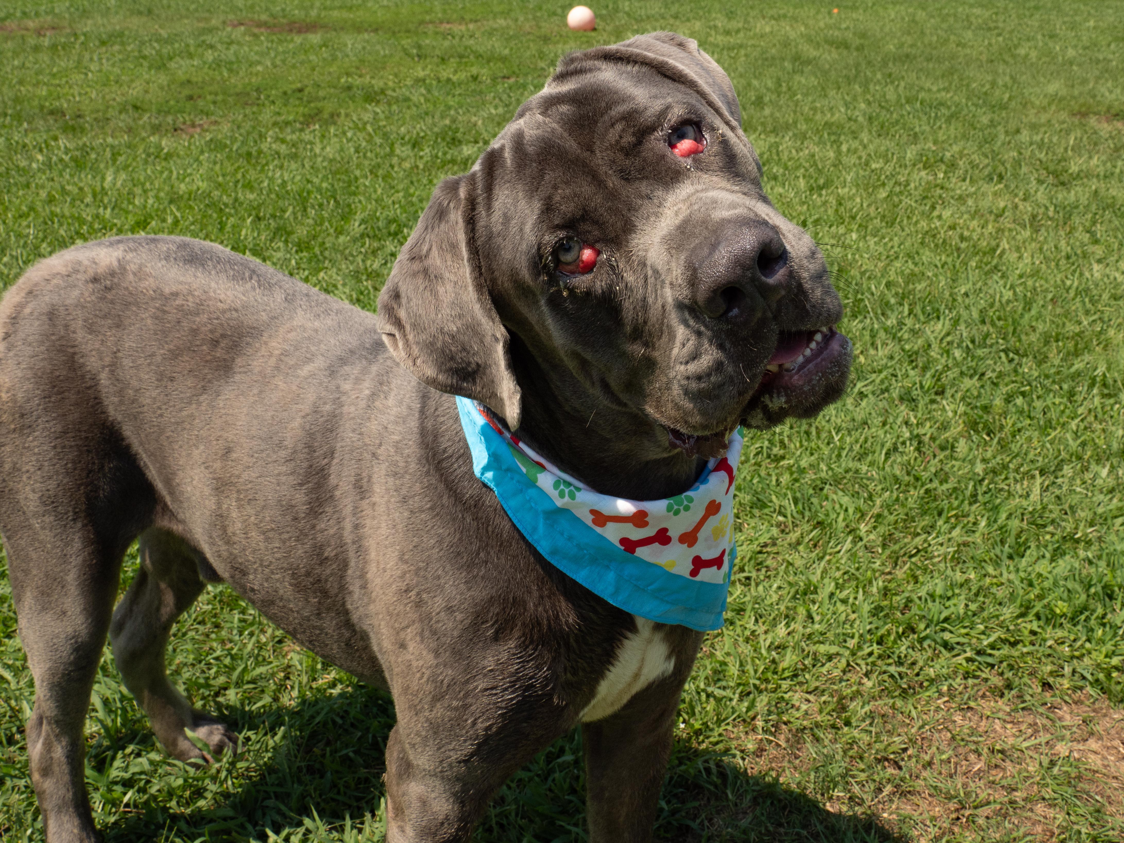 Enlarge Tank, a Adoptable mixed breed in Myrtle Beach, SC image 2/4